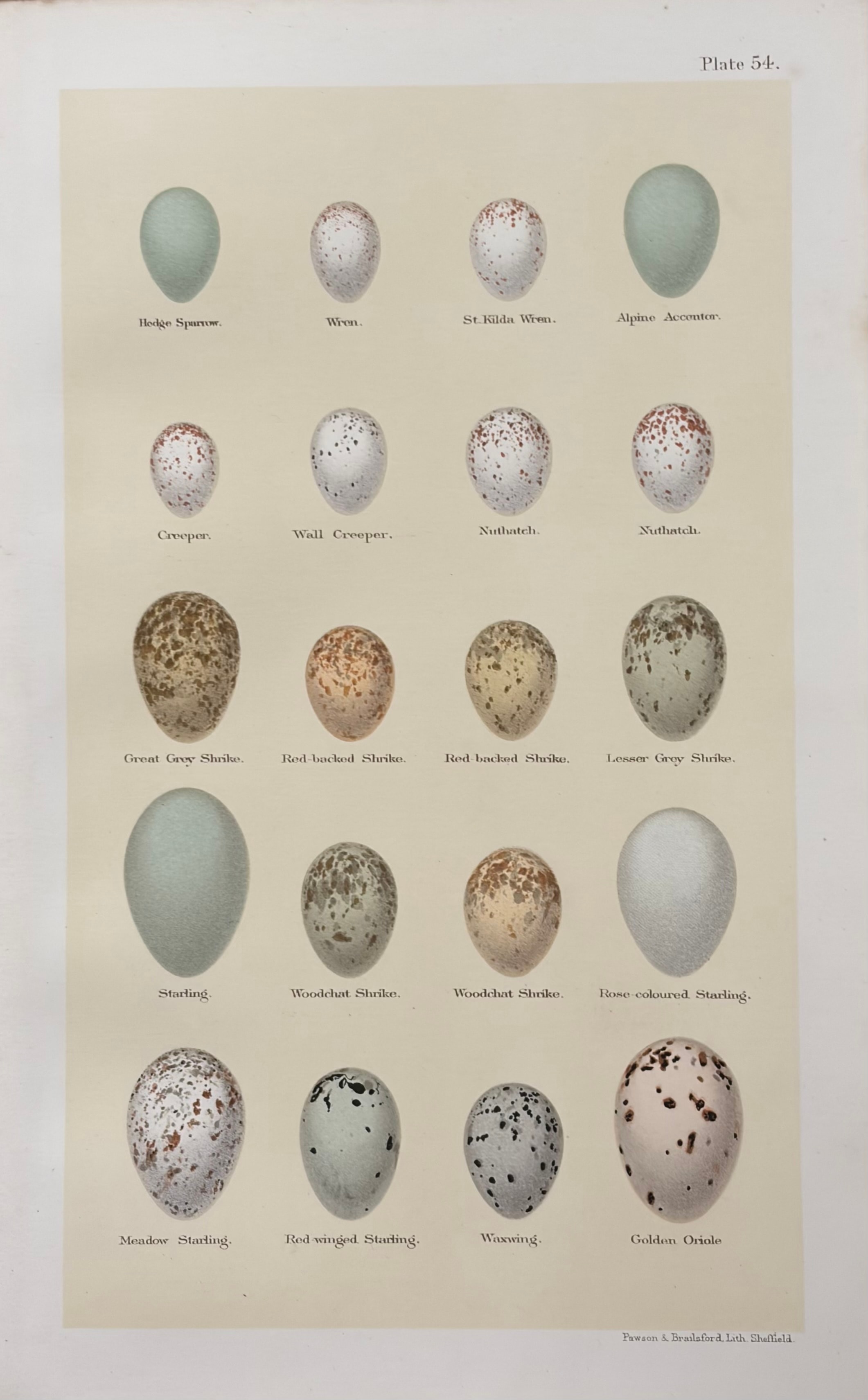 Eggs #7
