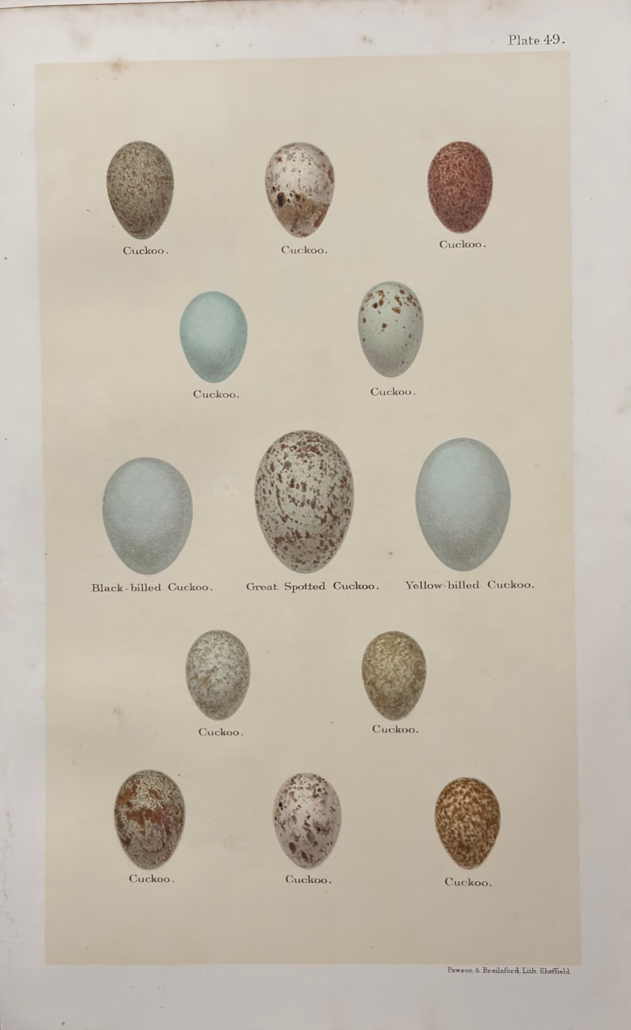 Eggs #8