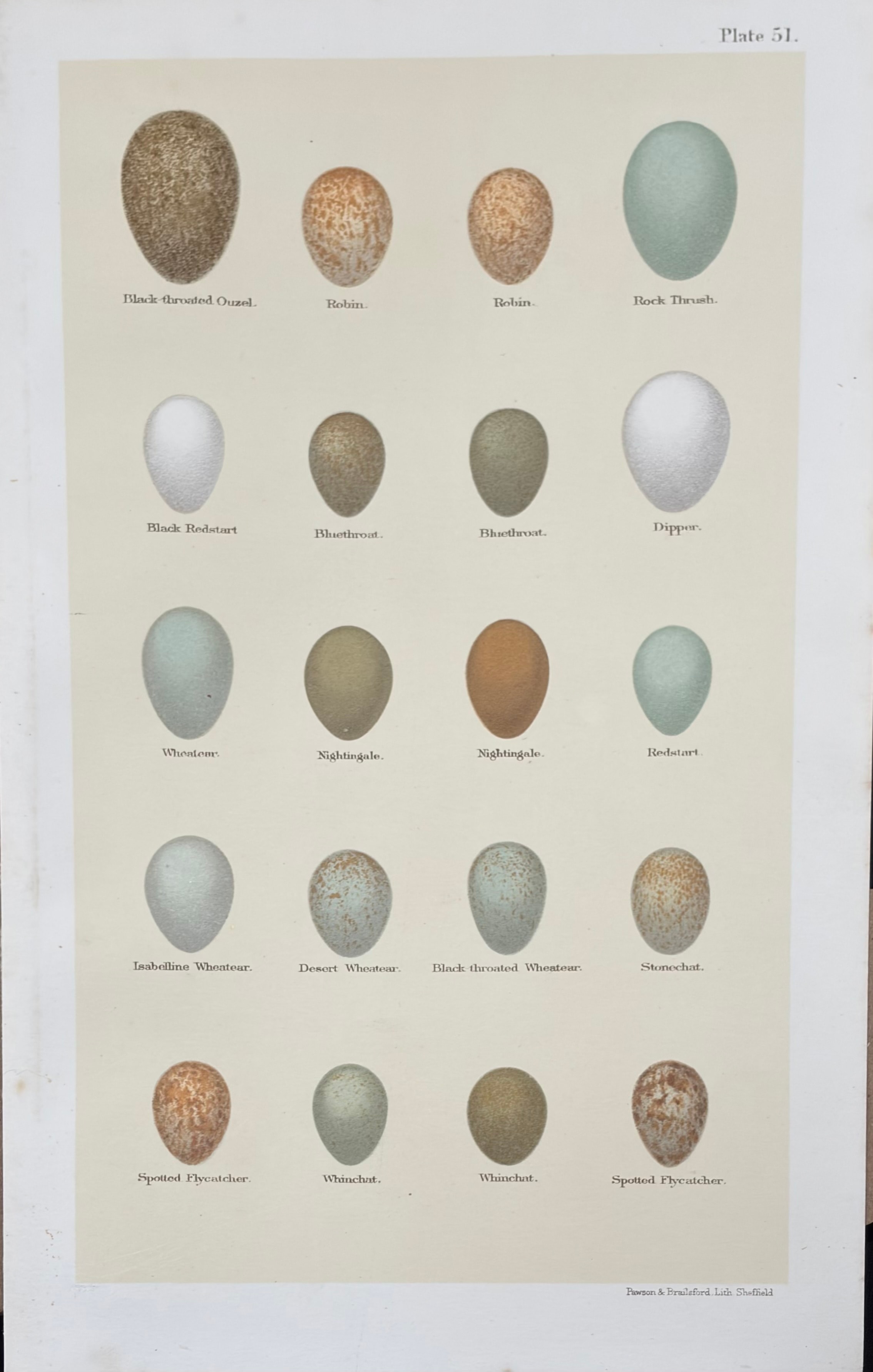 Eggs #9