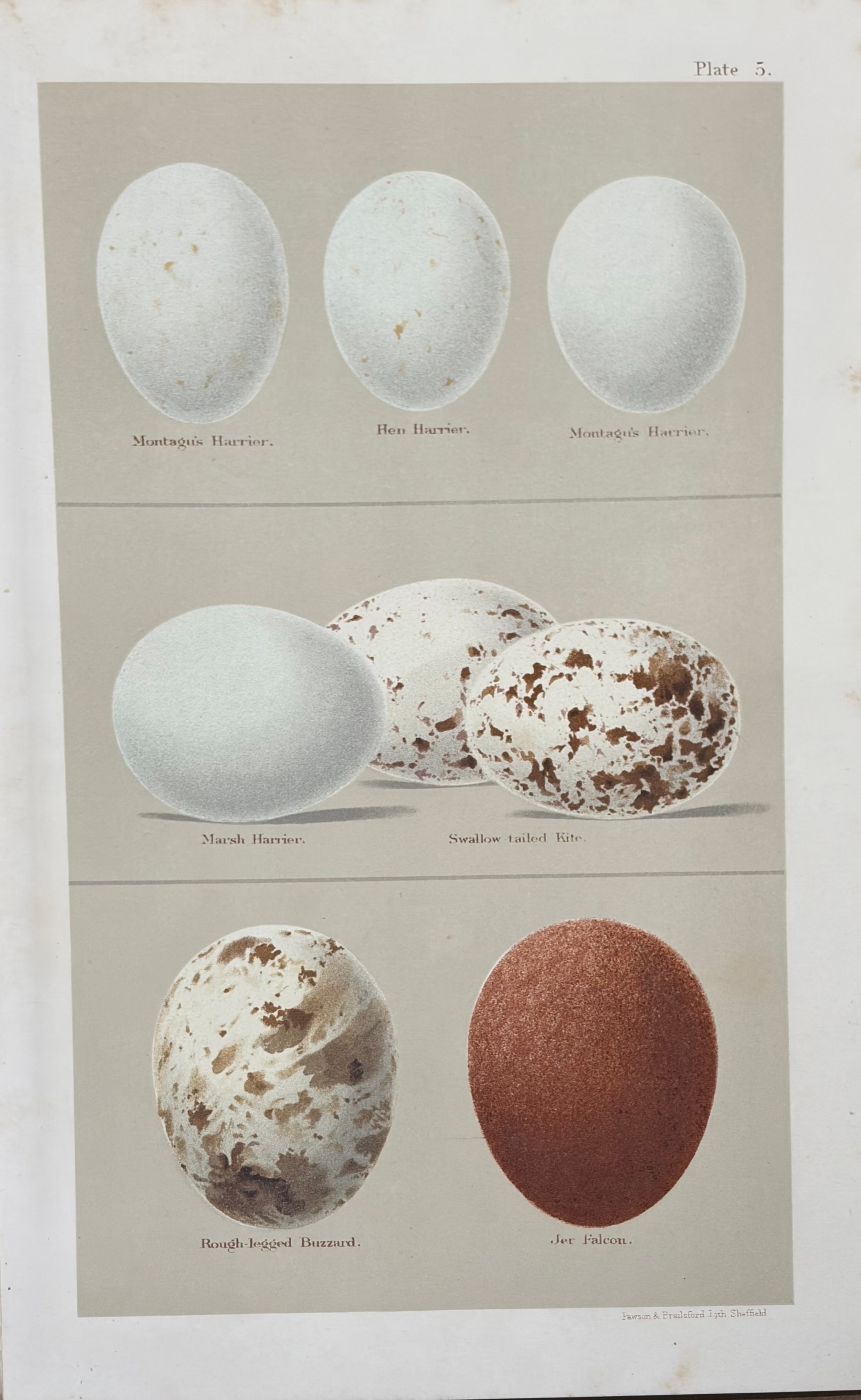 Eggs #10