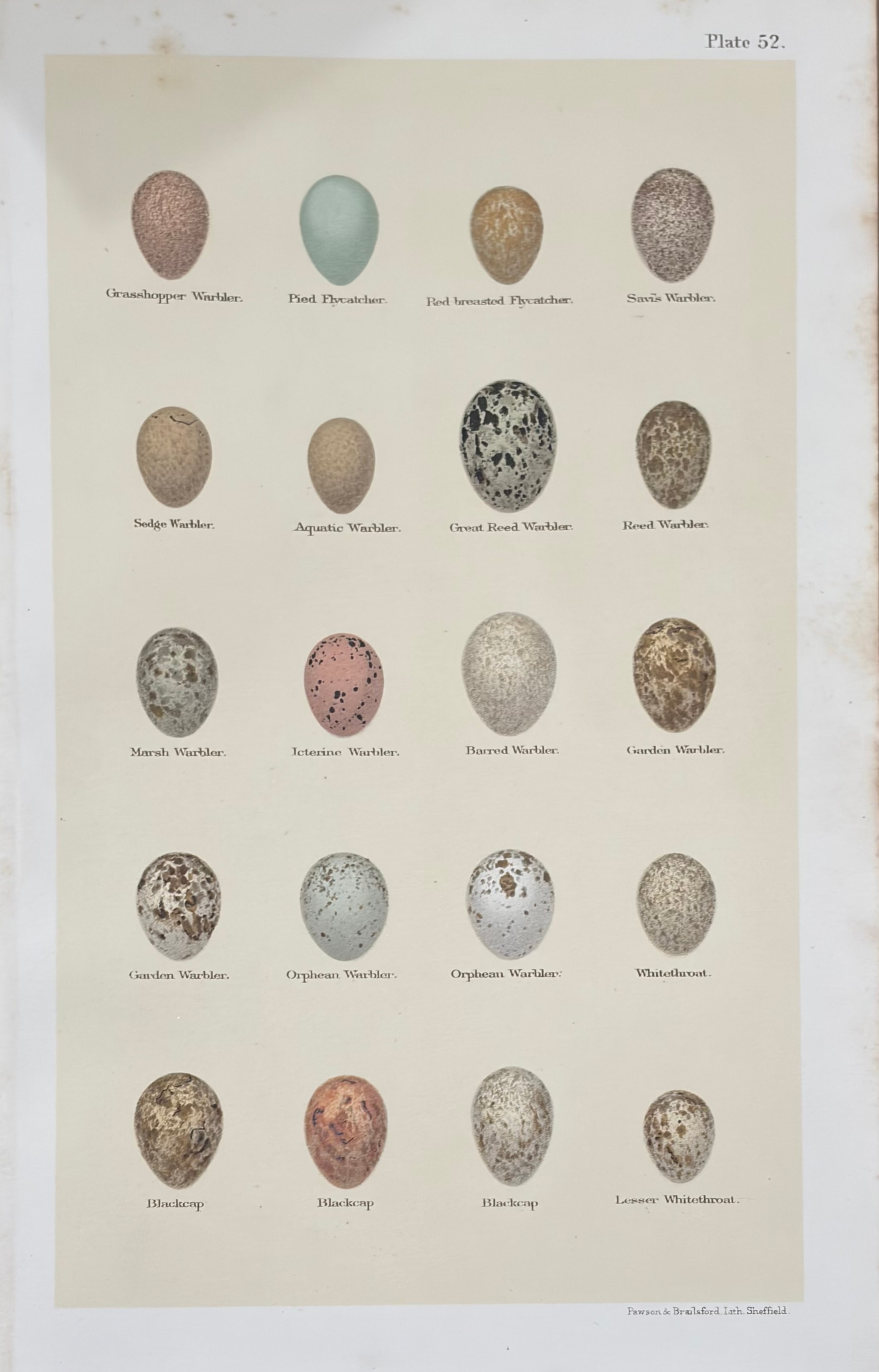 Eggs #11