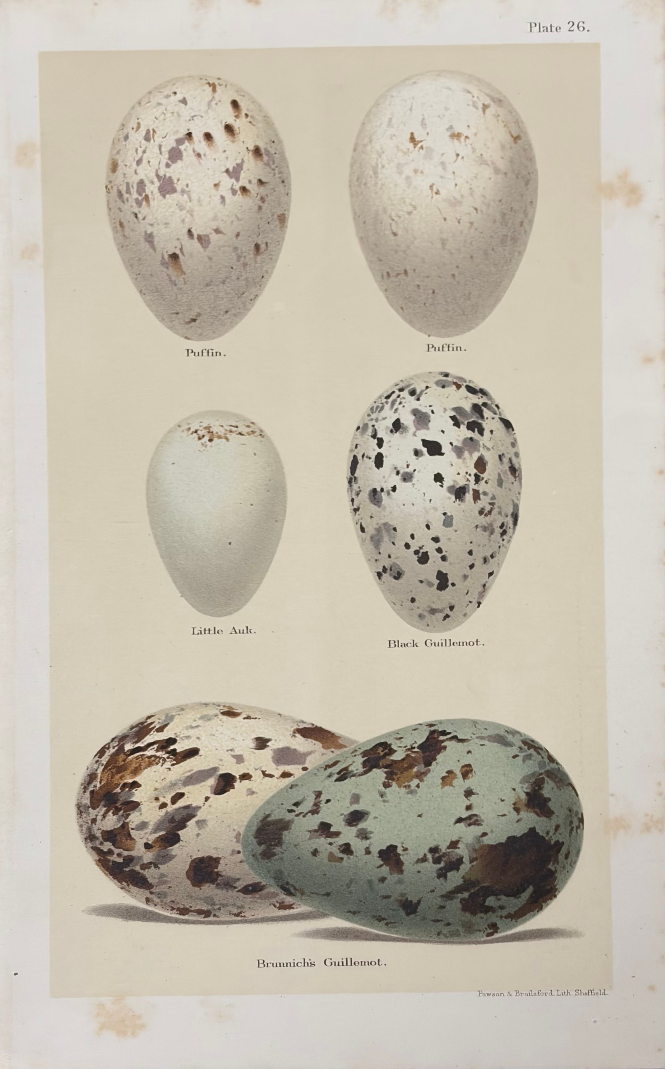 Eggs #12