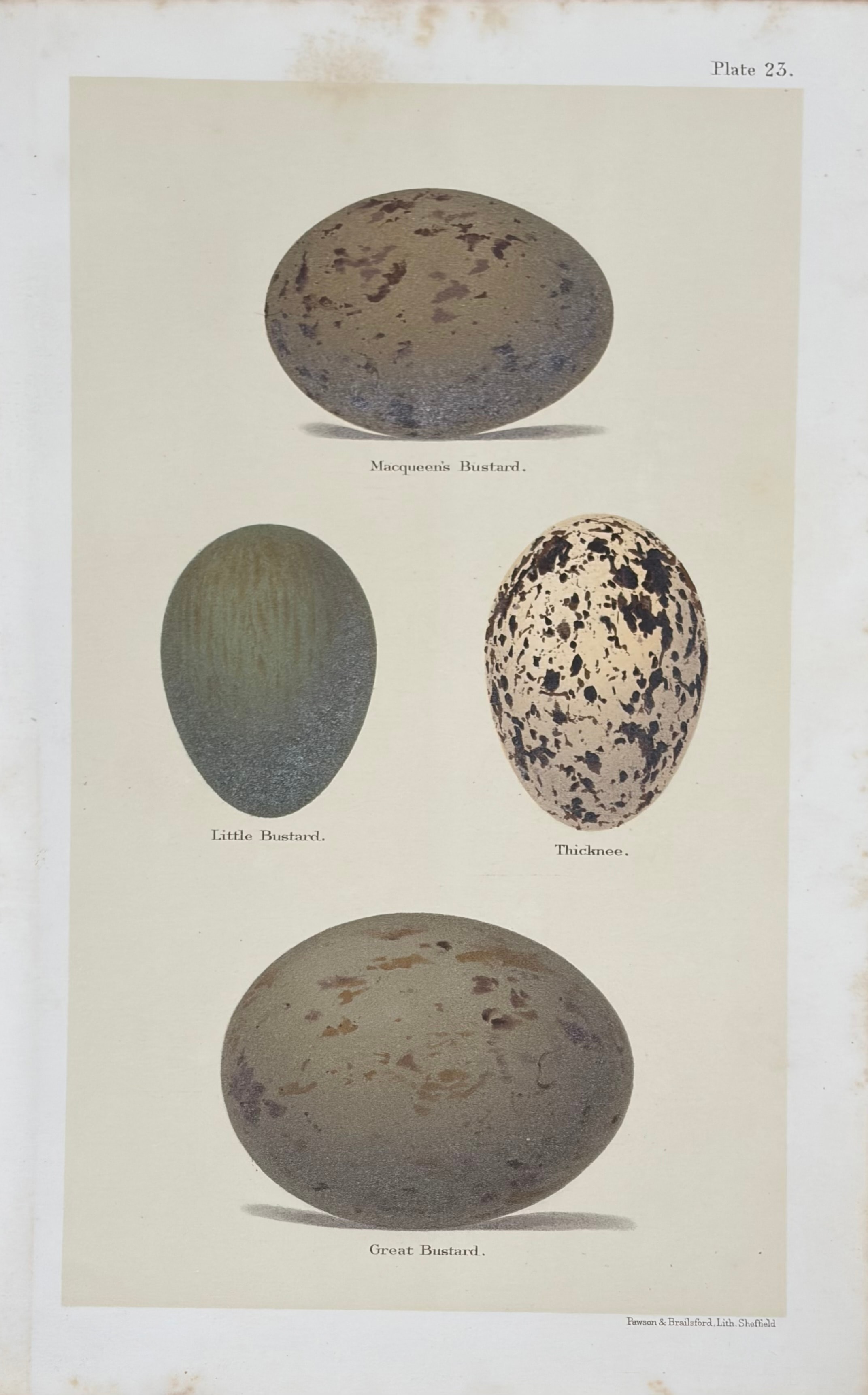 Eggs #13