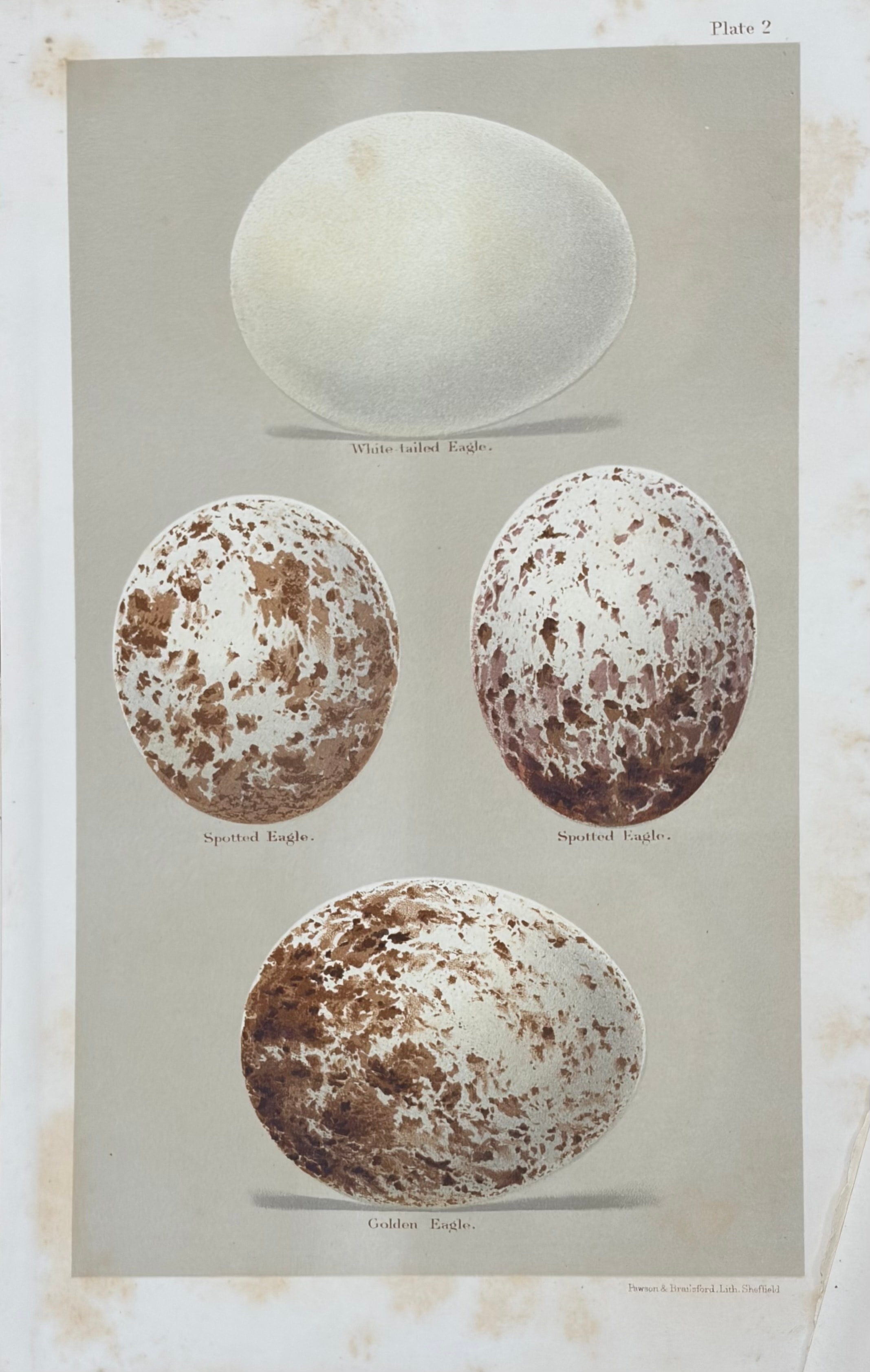 Eggs #14
