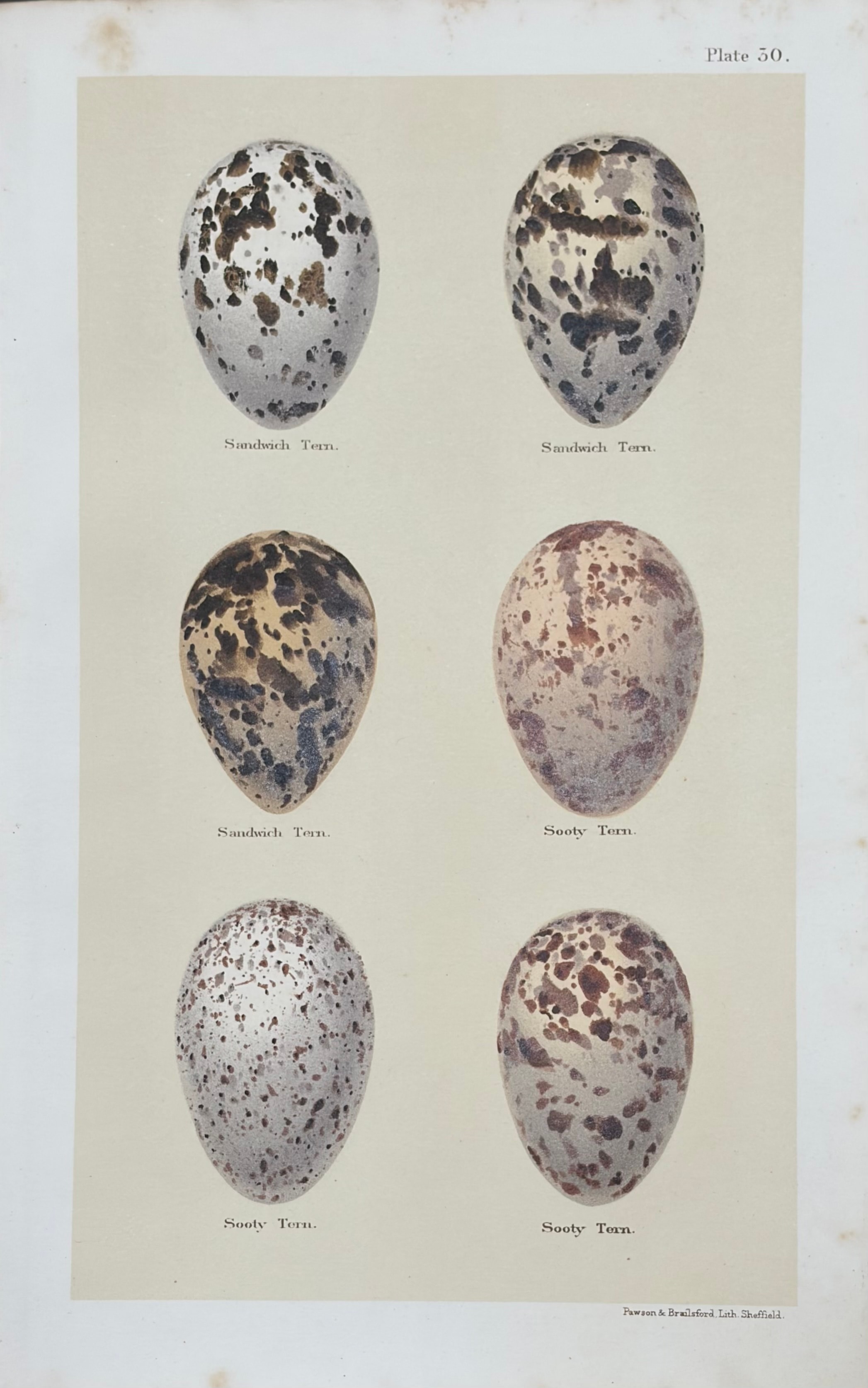 Eggs #15