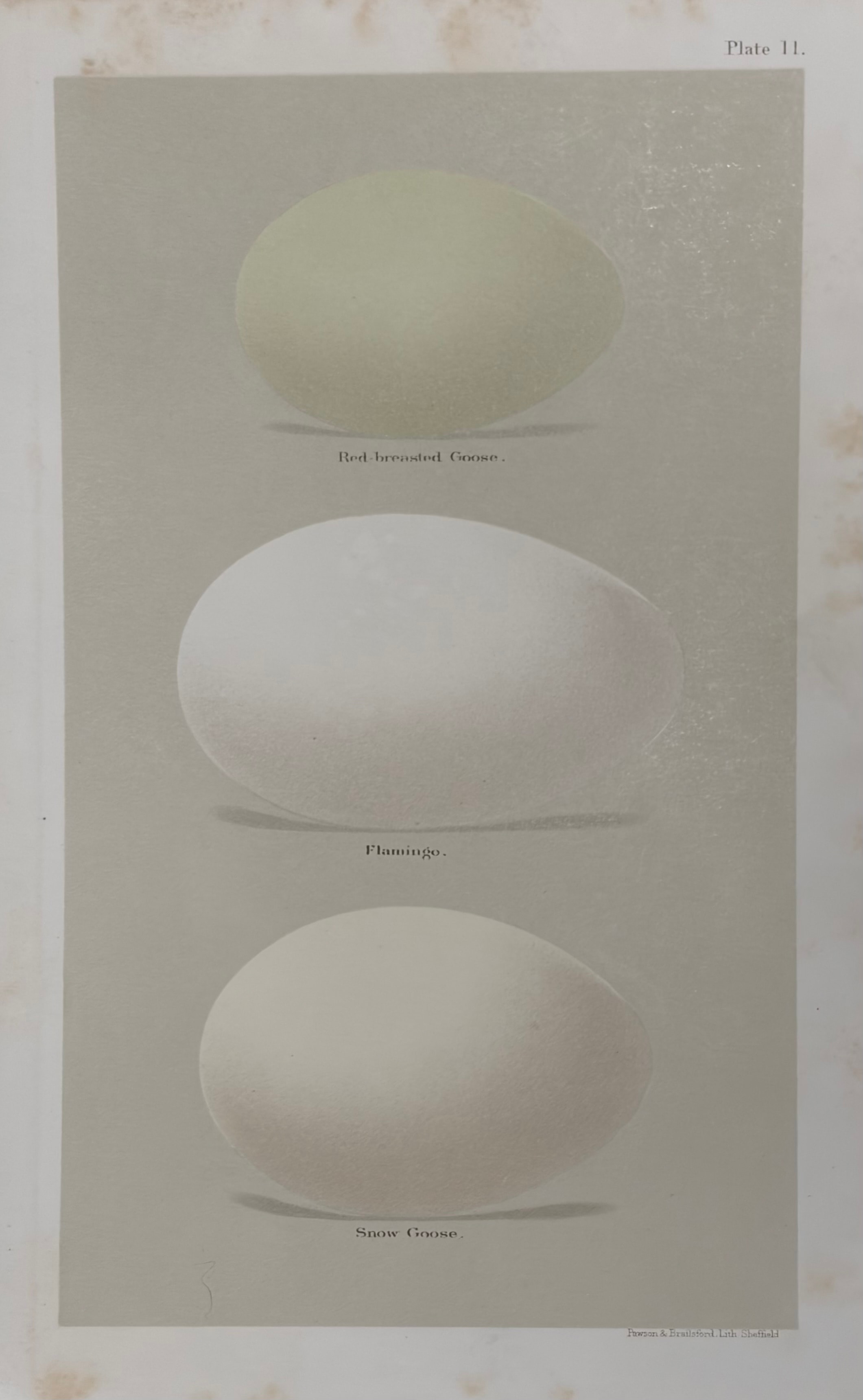 Plate 11: Red-breasted Goose, Flamingo & Snow Goose