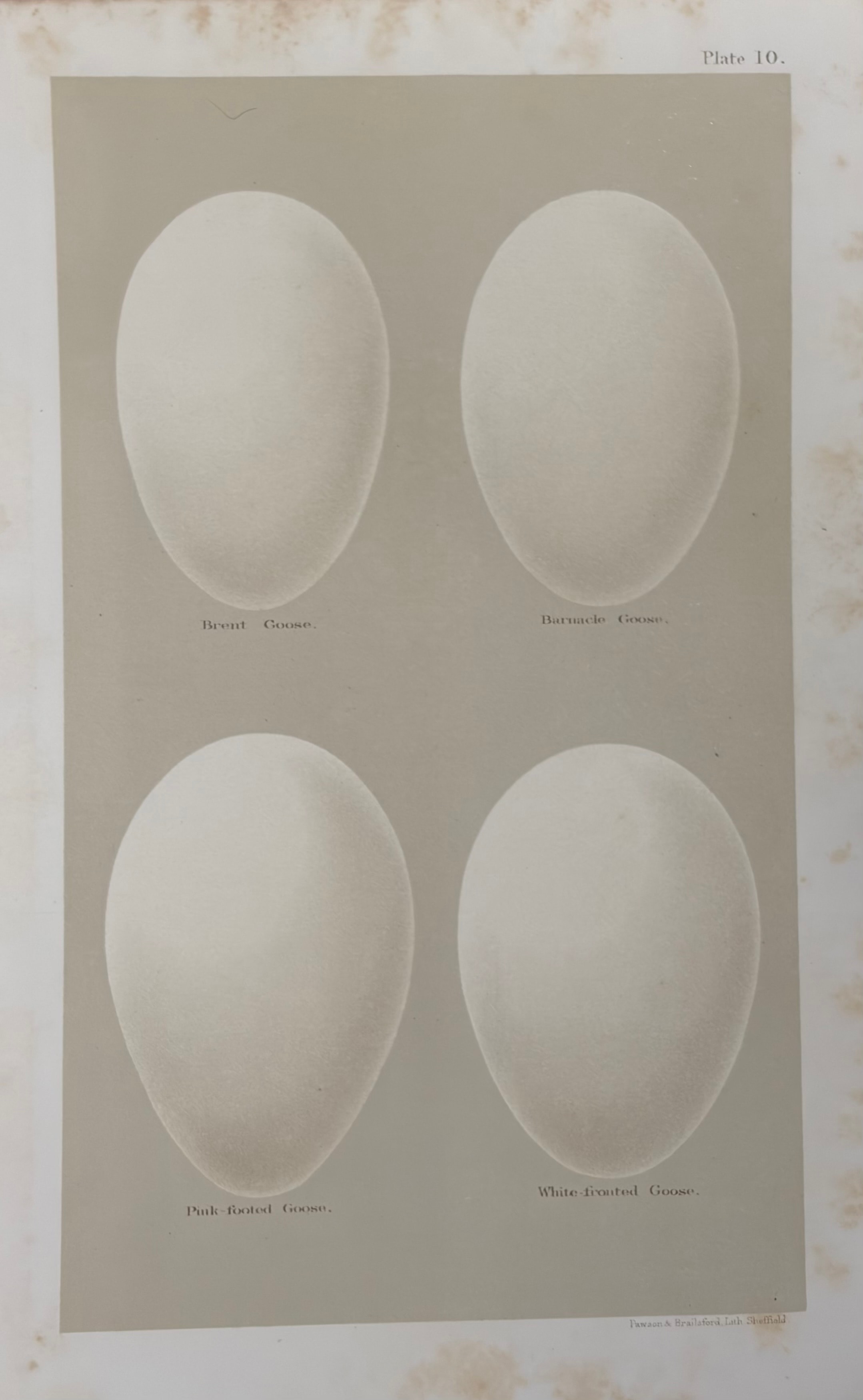 Plate 10: Brent Goose, Barnacle Goose, Pink-footed Goose & White-fronted Goose