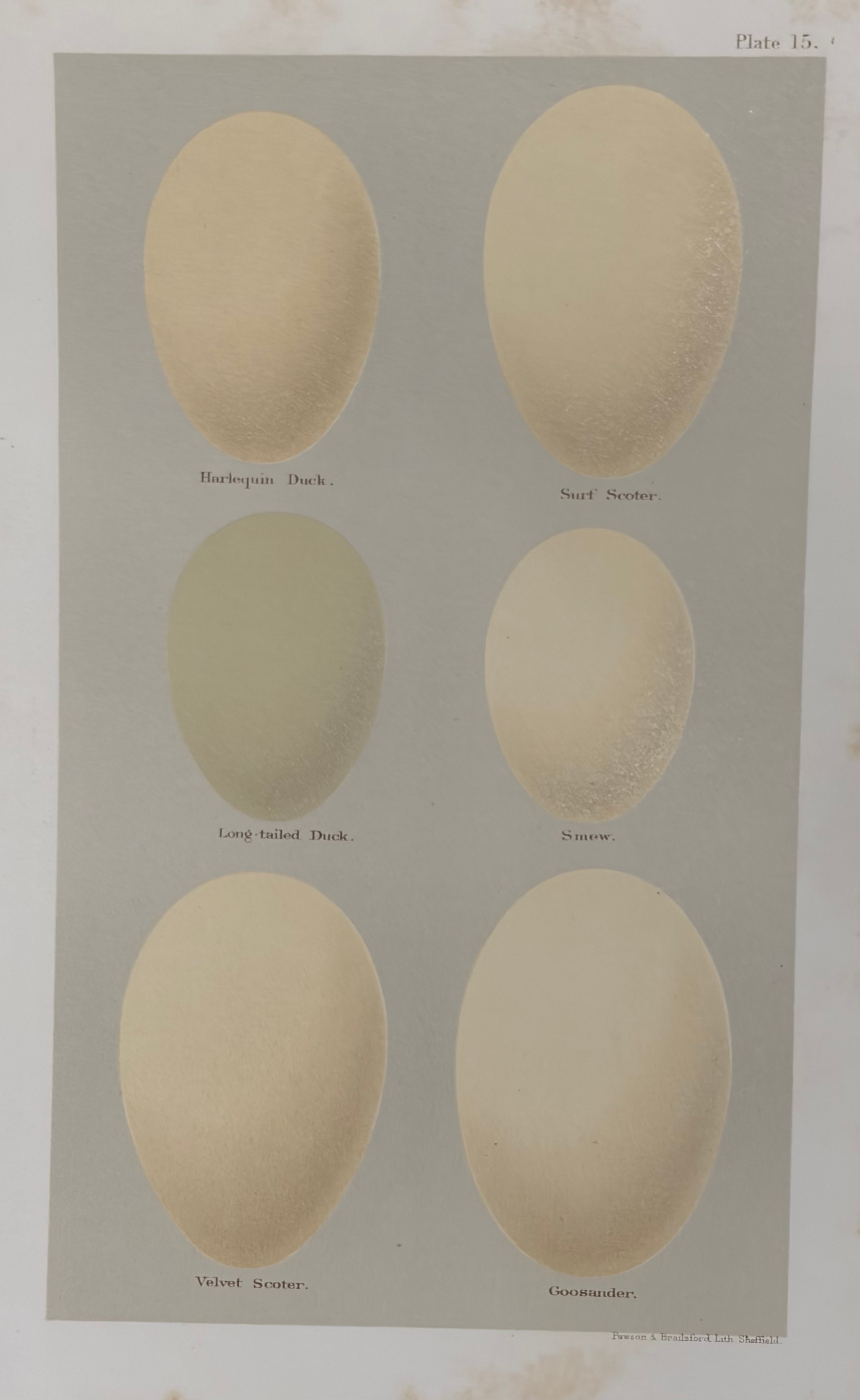 Plate 15: Harlequin Duck, Surf Scoter, Long-tailed Duck, Smew, Velvet Scoter & Goosander