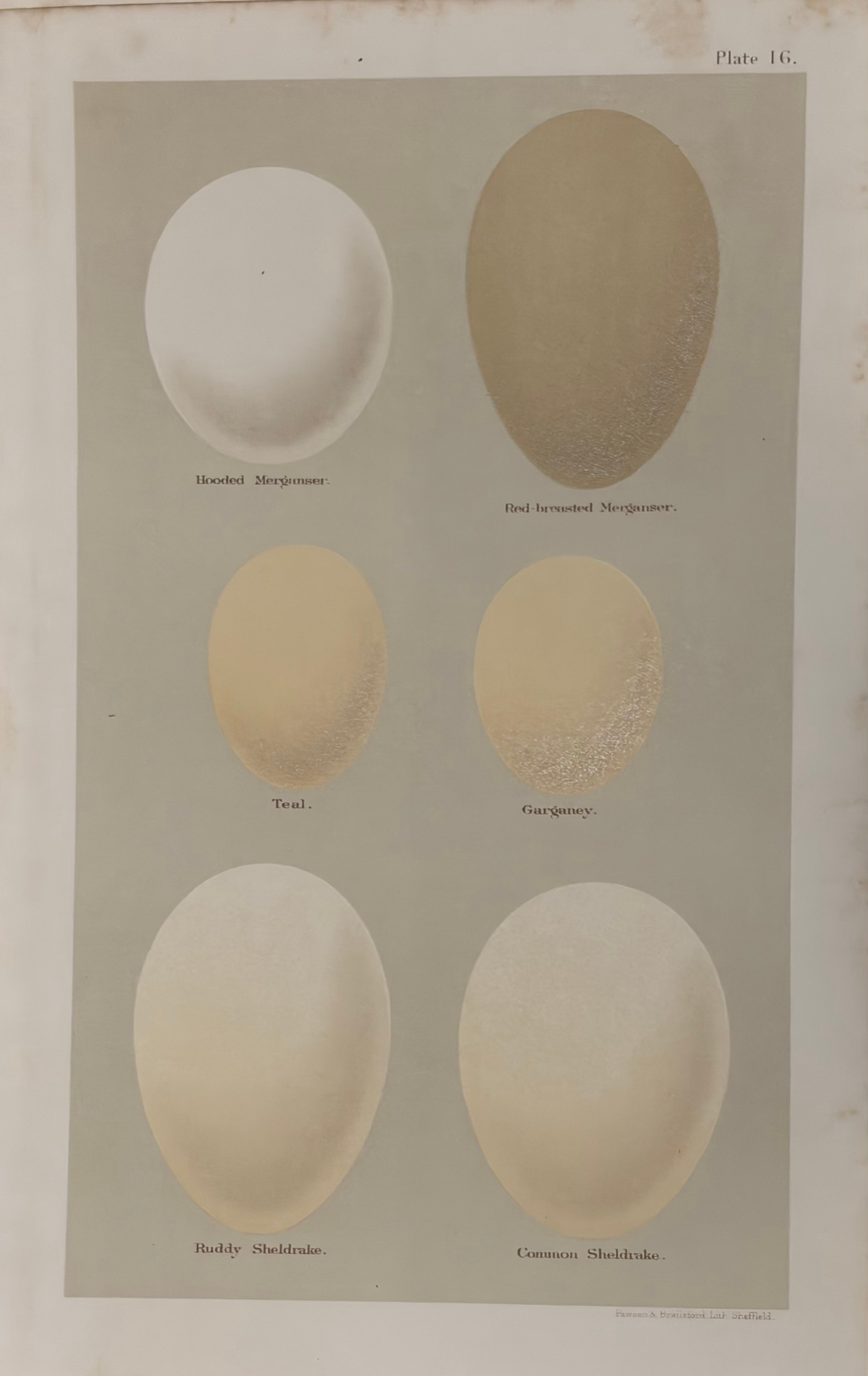 Plate 16: Hooded Merganser, Red-breasted Merganser, Teal, Garganey, Ruddy Sheldrake & Common Sheldrake