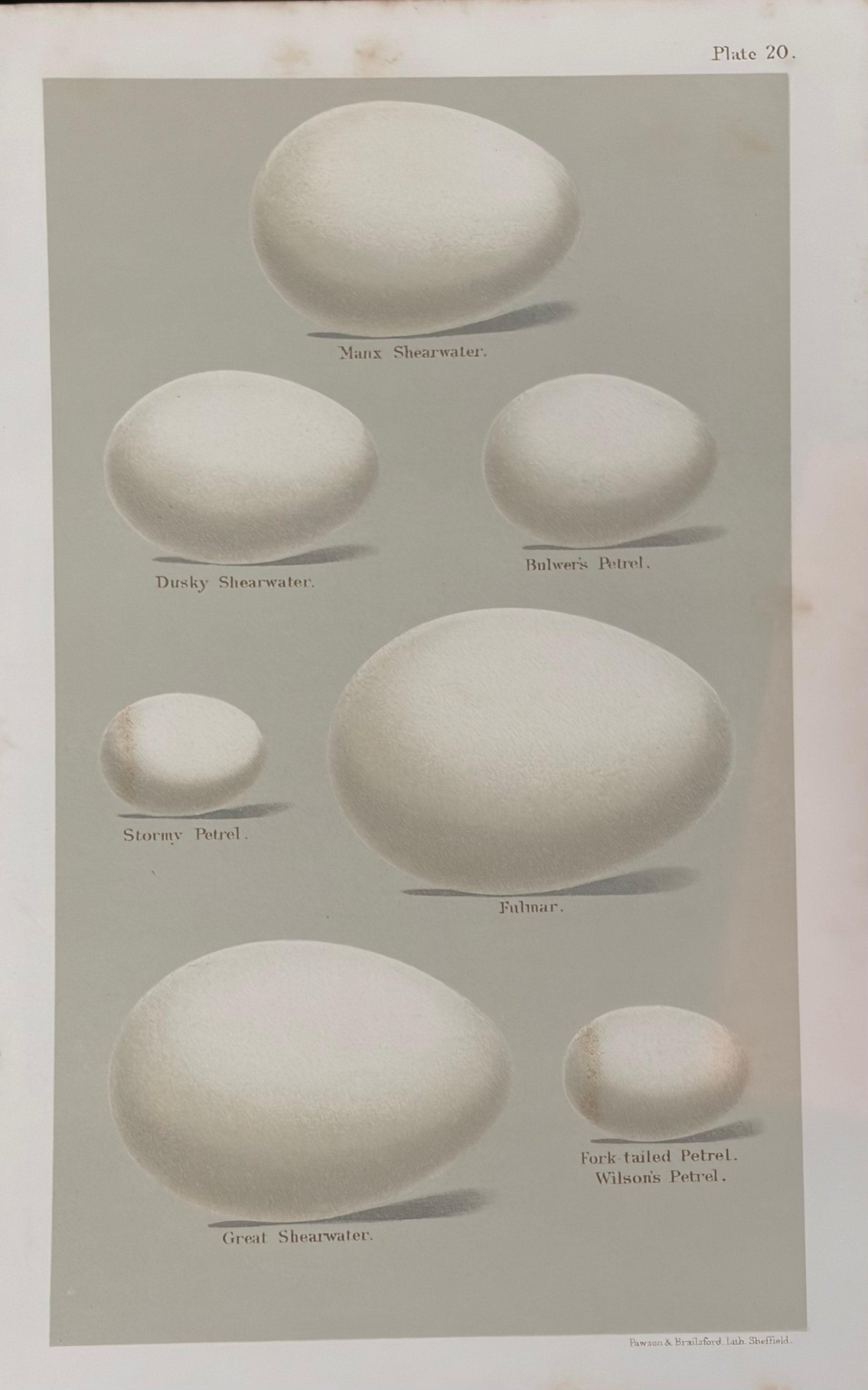 Plate 20: Manx Shearwater, Dusky Shearwater, Bulwer's Petrel, Stormy Petrel, Fulmar, Great Shearwater, Fork-tailed Petrel & Wilson's Petrel