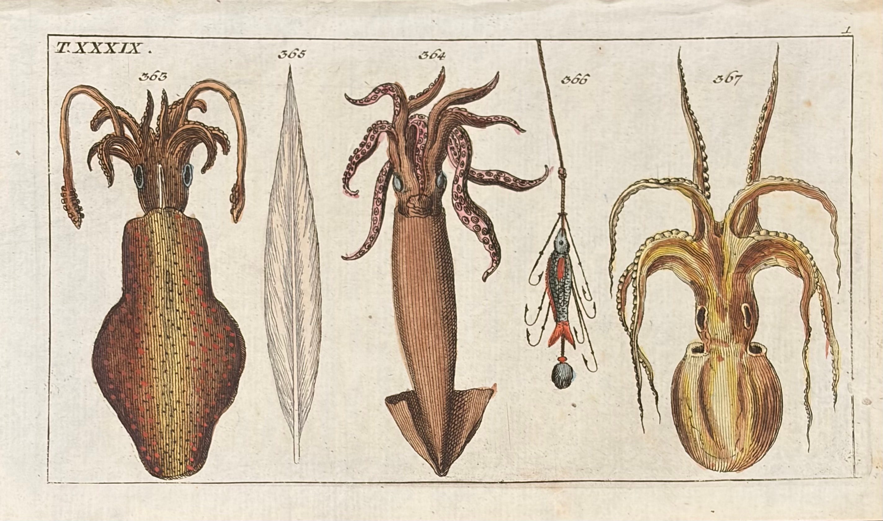 Sea Creatures — Unterhaltungen Aus Der Naturgeschichte