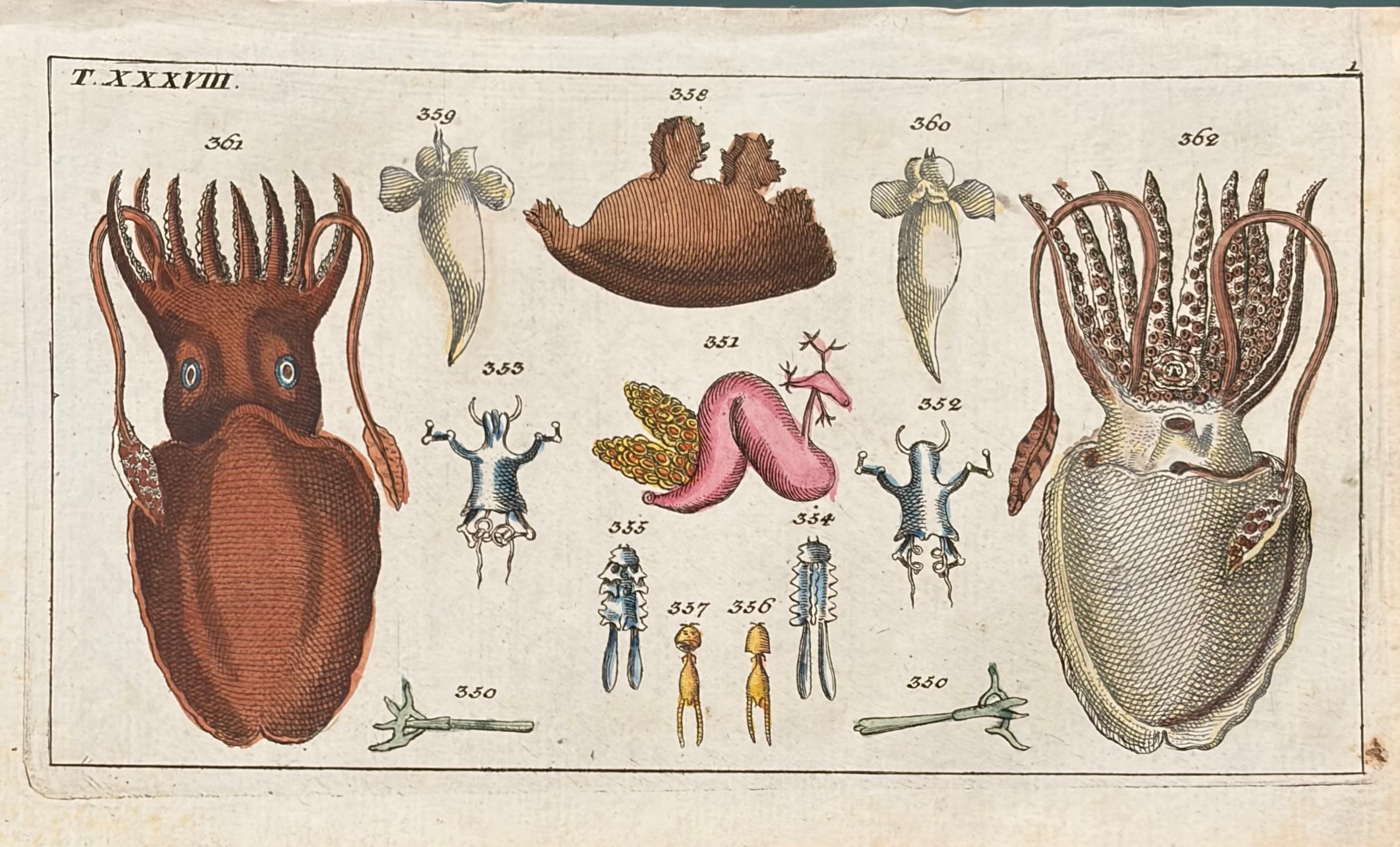 Sea Creatures — Unterhaltungen Aus Der Naturgeschichte
