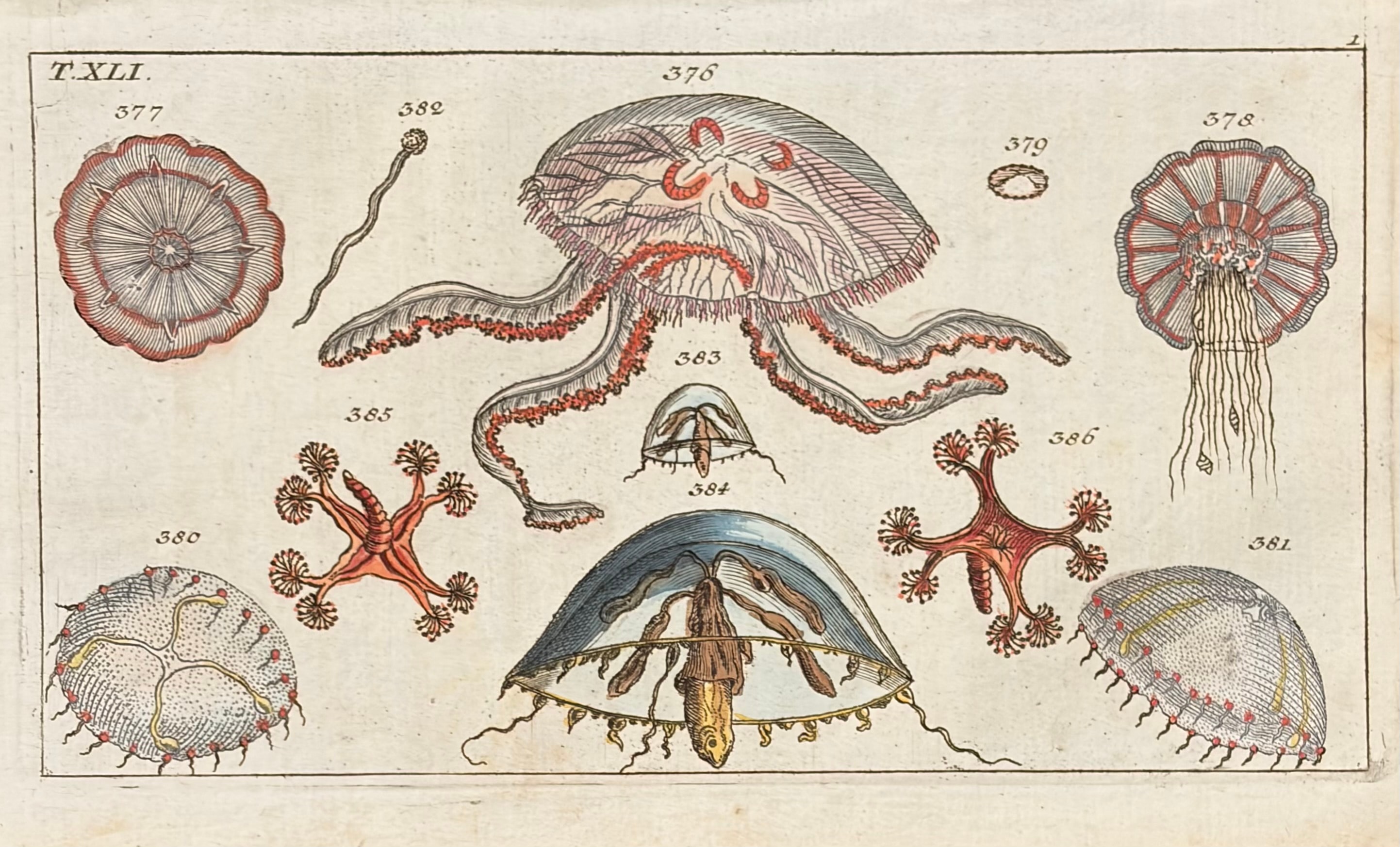 Sea Creatures — Unterhaltungen Aus Der Naturgeschichte