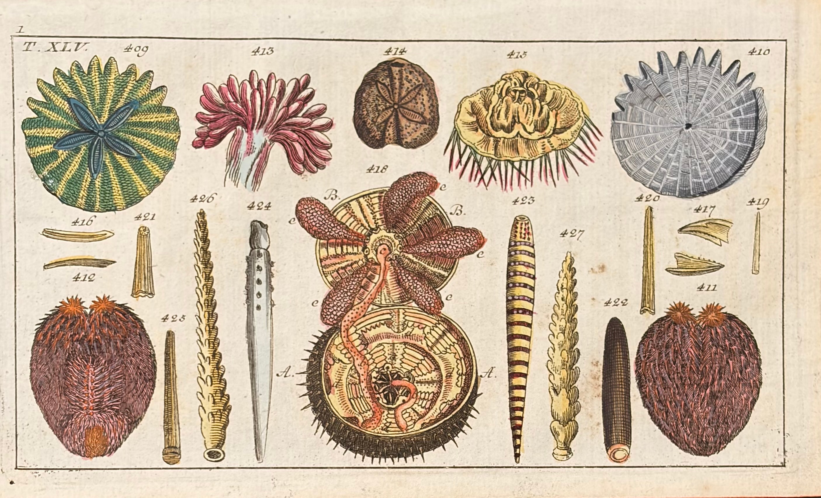 Sea Creatures — Unterhaltungen Aus Der Naturgeschichte