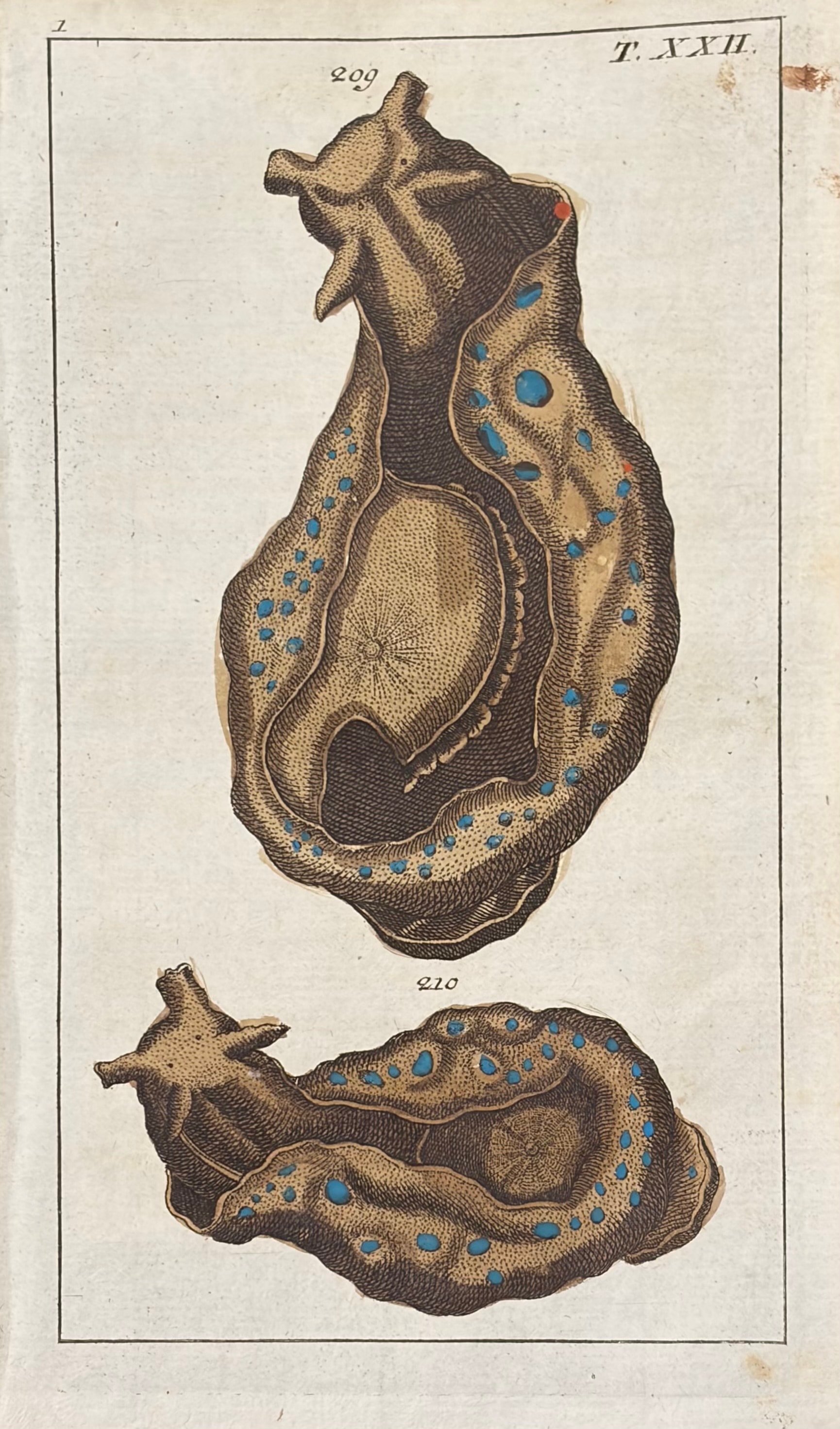 Sea Creatures — Unterhaltungen Aus Der Naturgeschichte