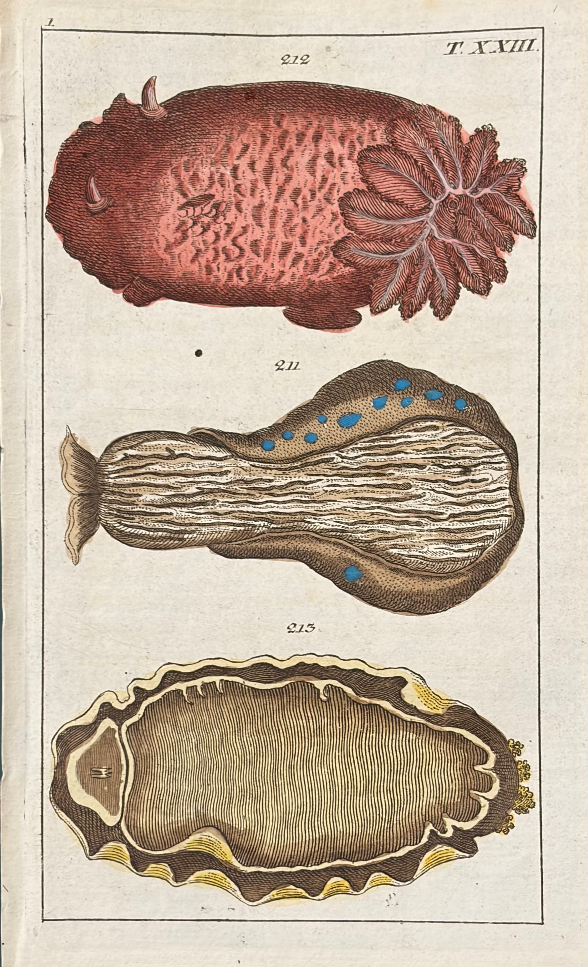 Sea Creatures — Unterhaltungen Aus Der Naturgeschichte