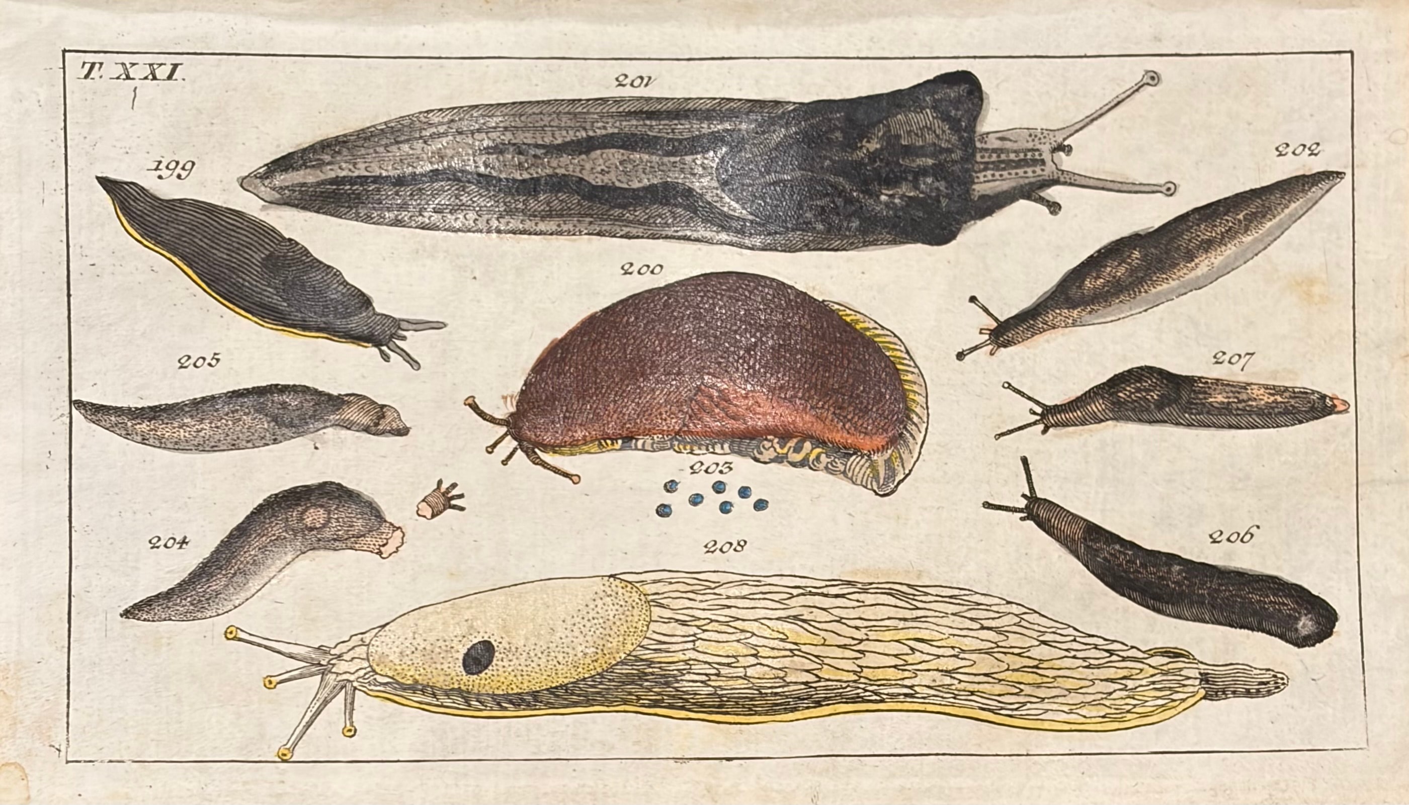 Sea Creatures — Unterhaltungen Aus Der Naturgeschichte