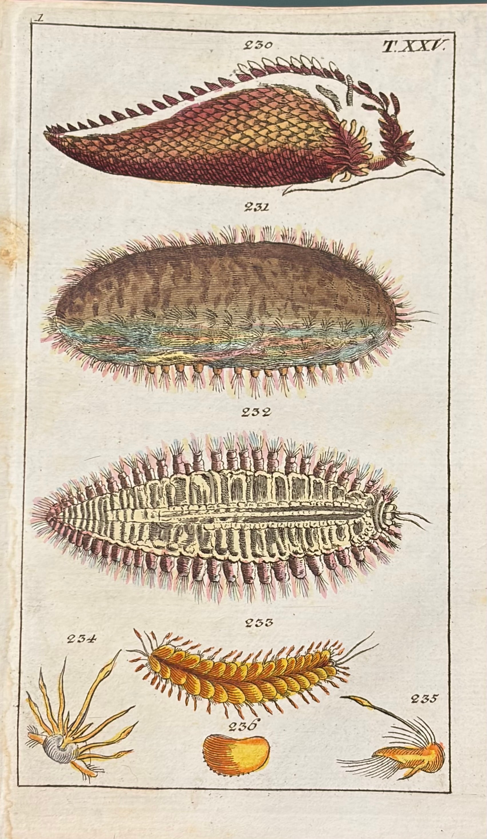 Sea Creatures — Unterhaltungen Aus Der Naturgeschichte