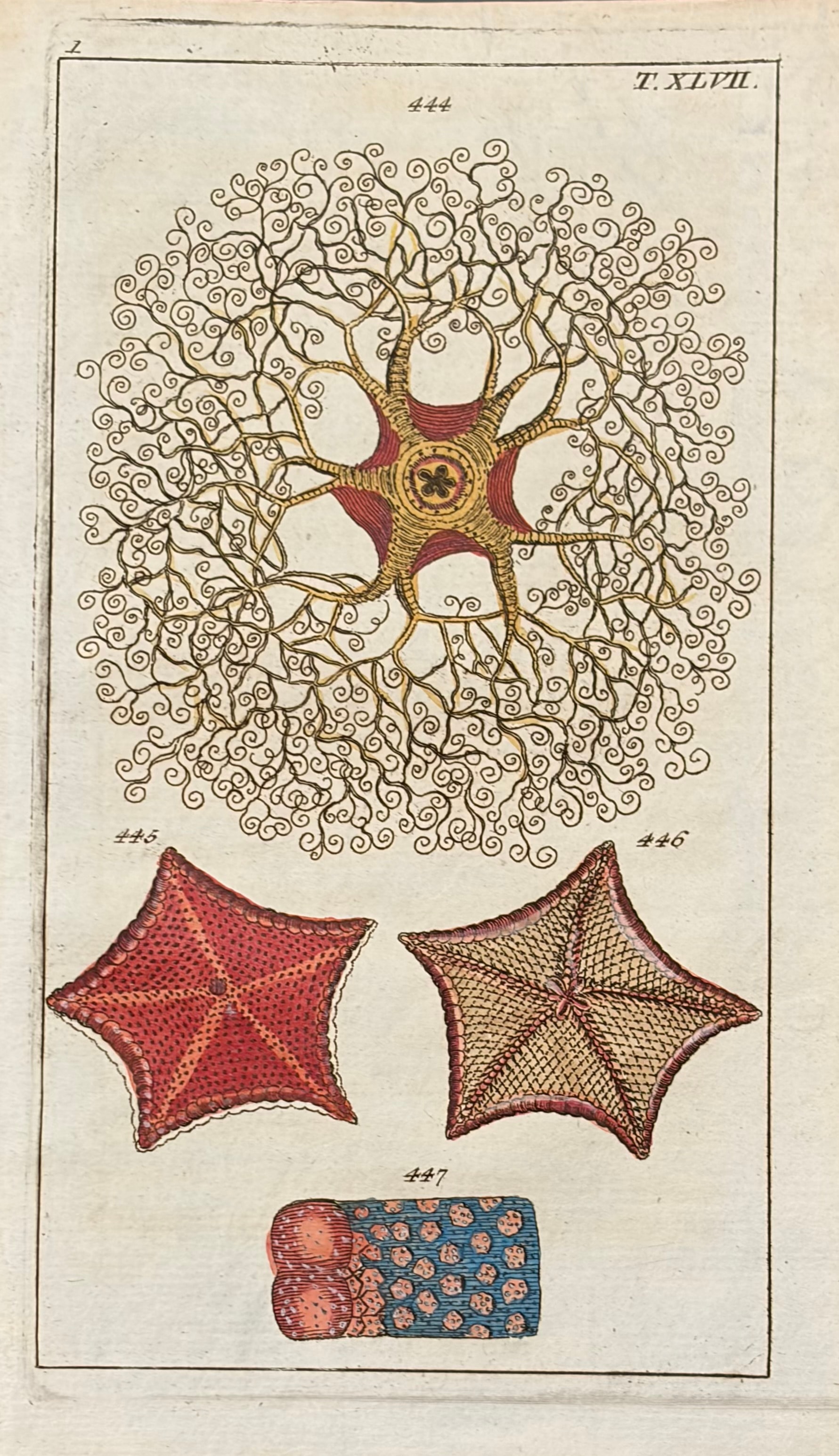 Sea Creatures — Unterhaltungen Aus Der Naturgeschichte