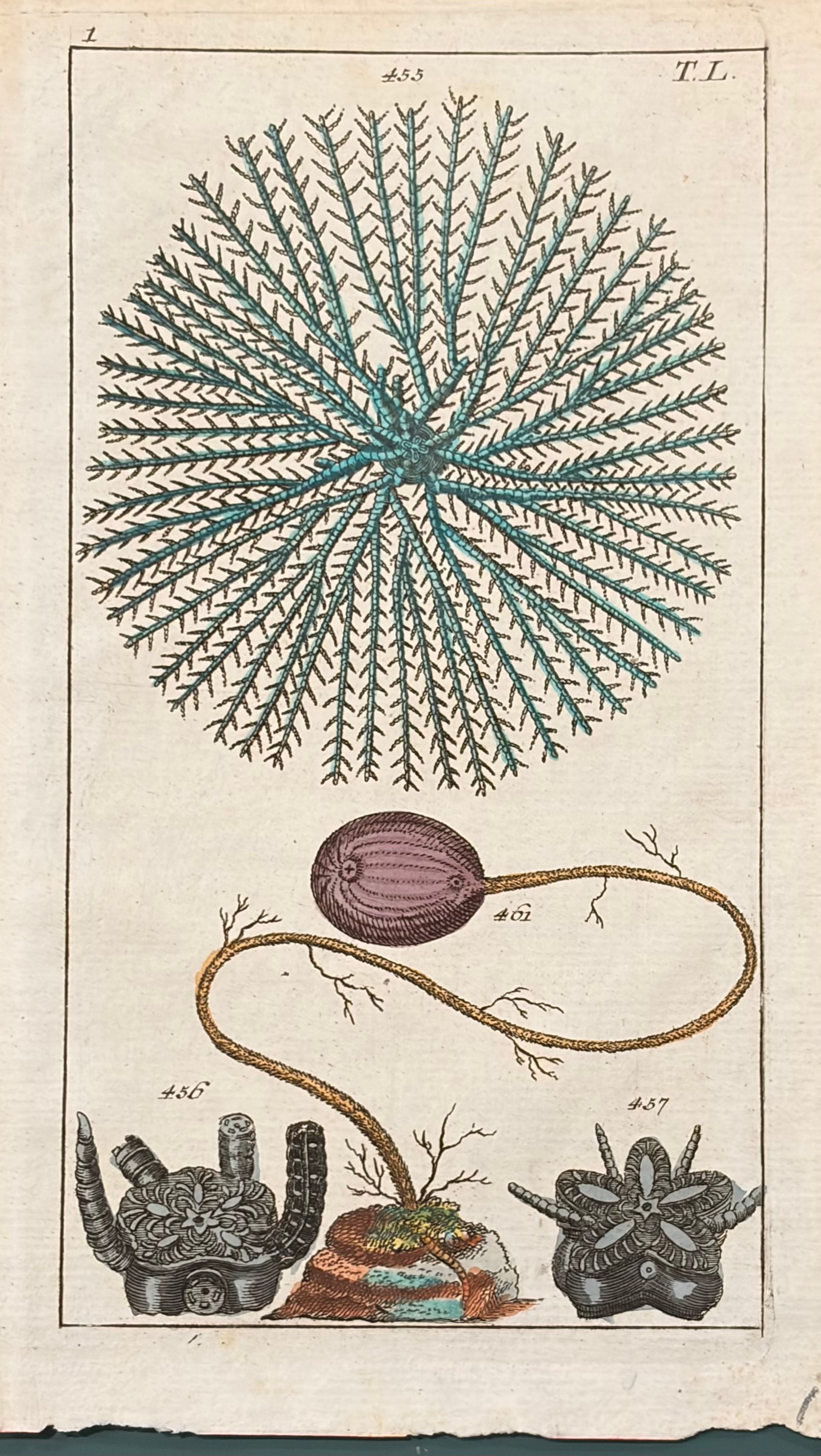 Sea Creatures — Unterhaltungen Aus Der Naturgeschichte