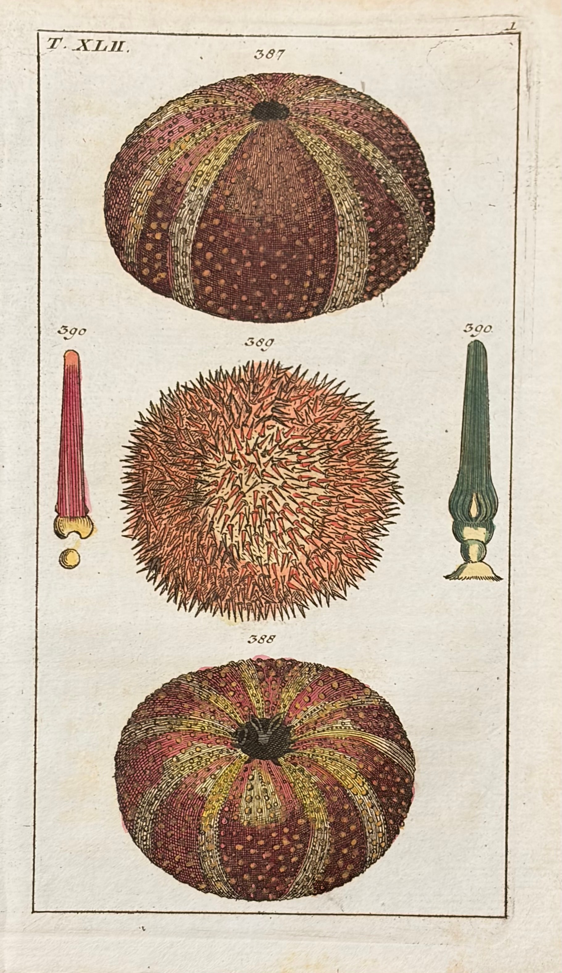 Sea Creatures — Unterhaltungen Aus Der Naturgeschichte