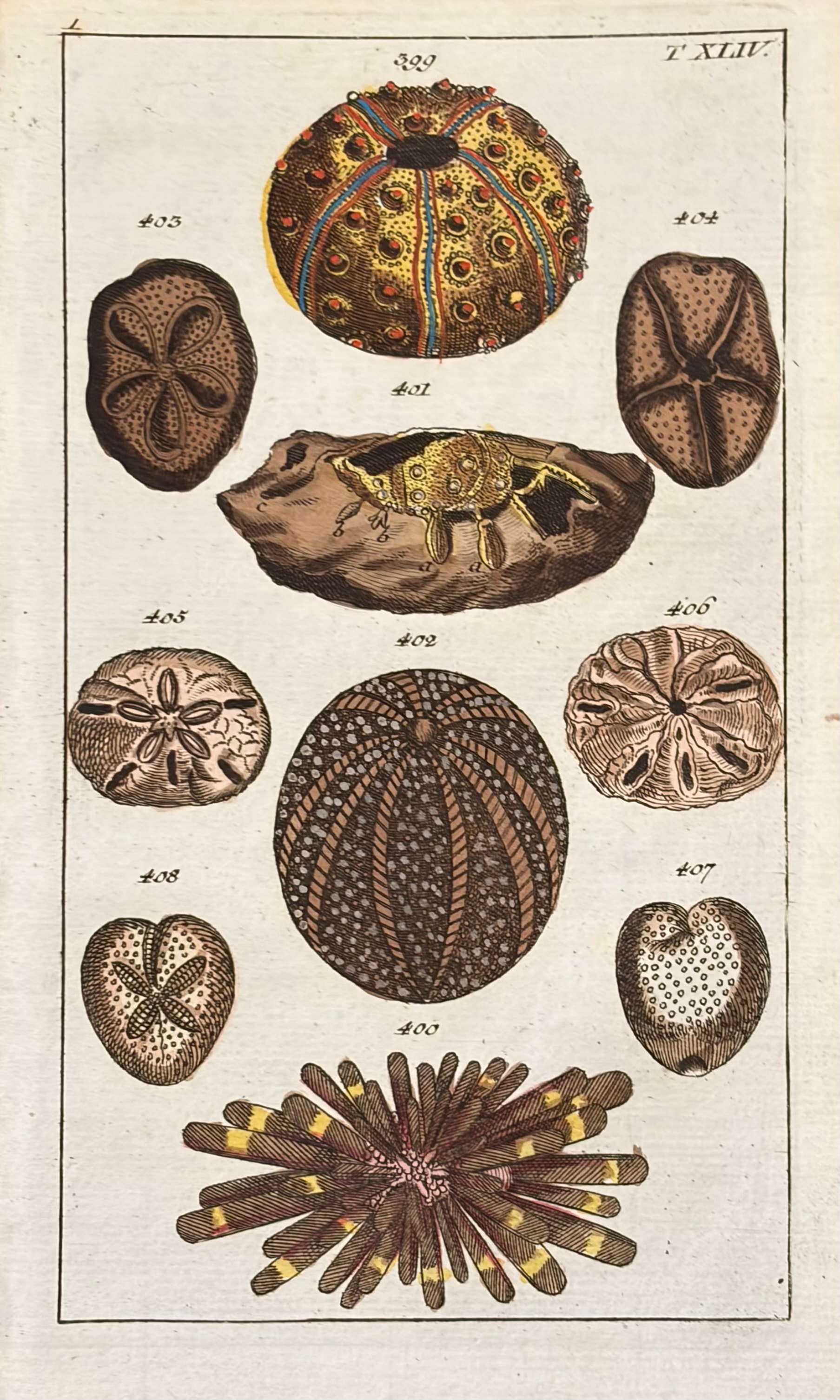 Sea Creatures — Unterhaltungen Aus Der Naturgeschichte