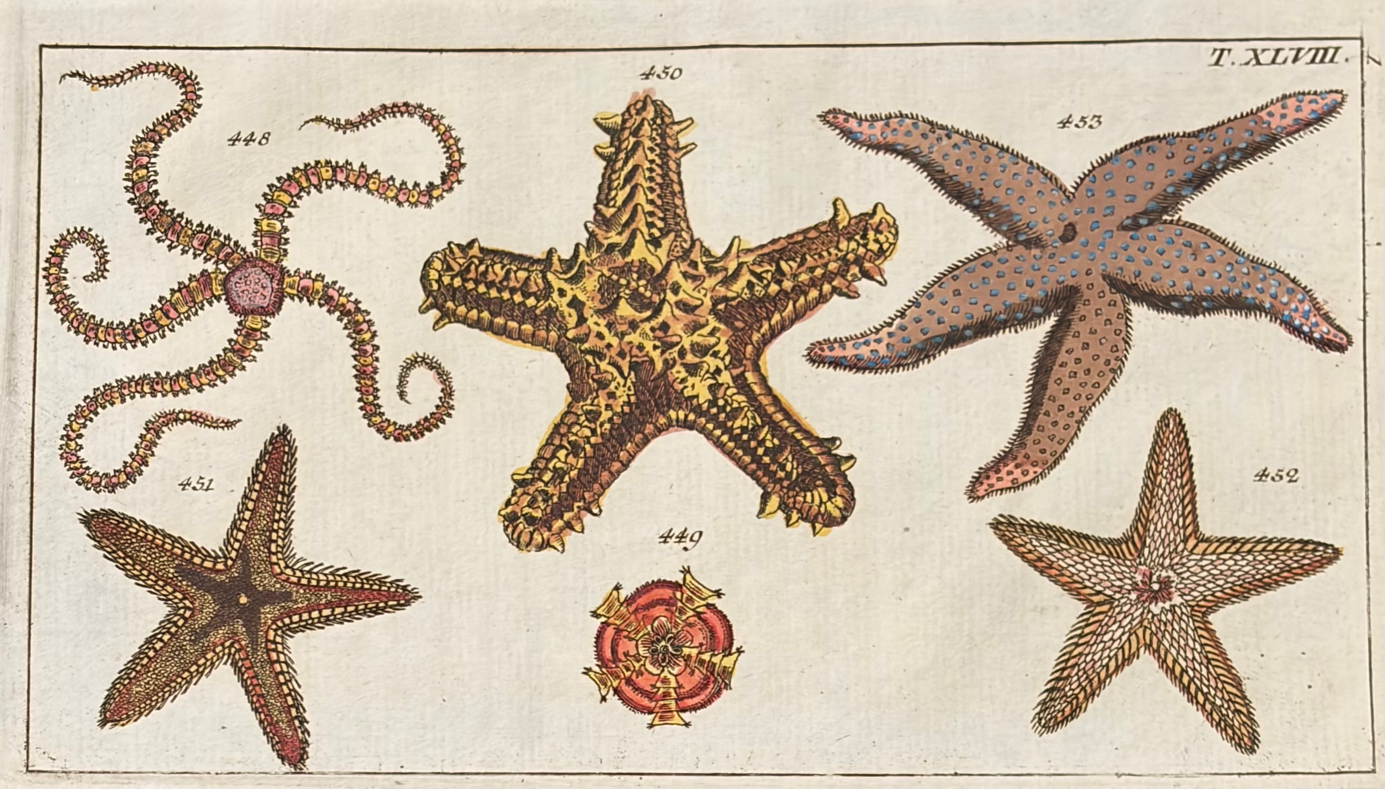 Sea Creatures — Unterhaltungen Aus Der Naturgeschichte