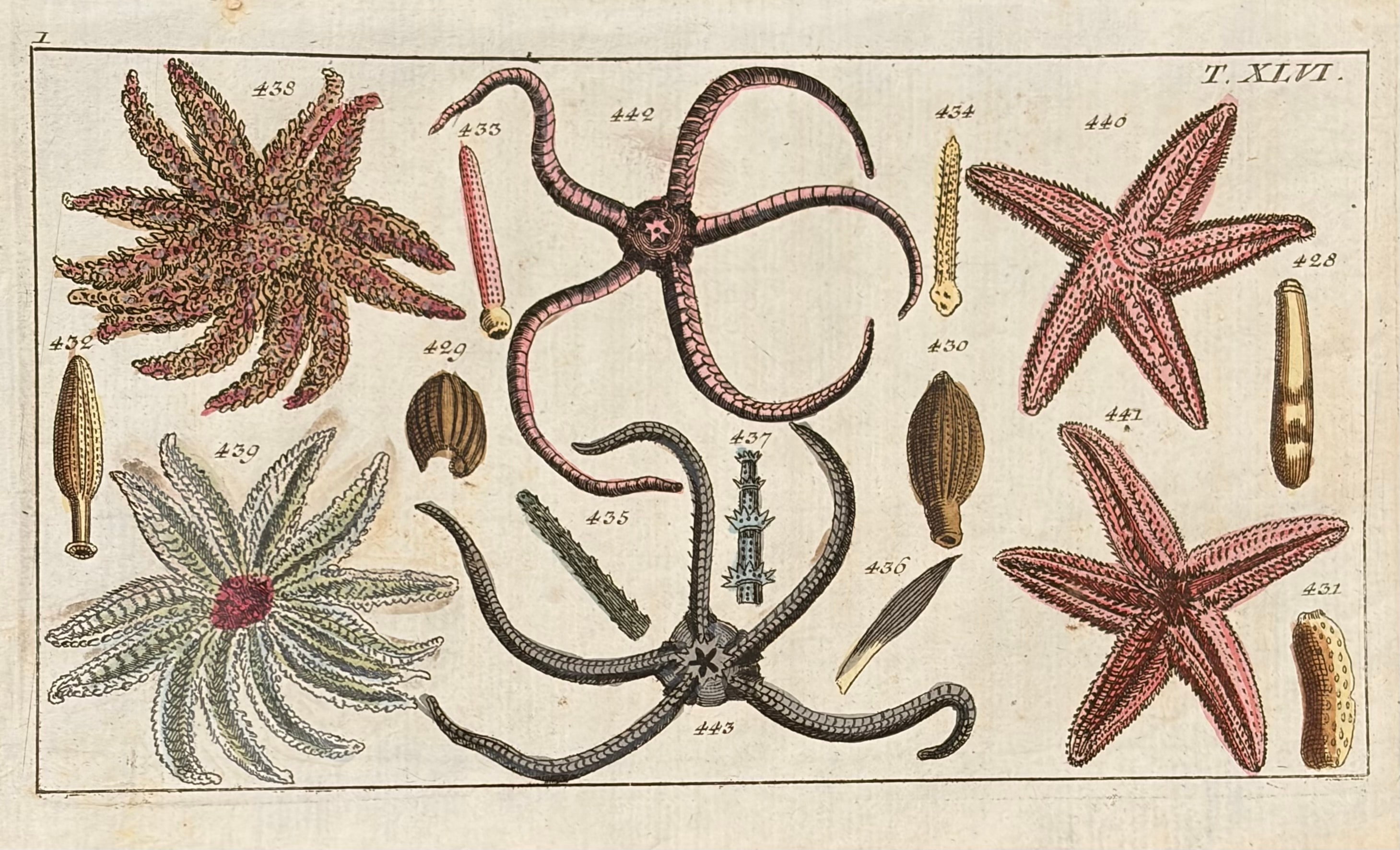 Plate XLVI — Sea Stars & Brittle Stars