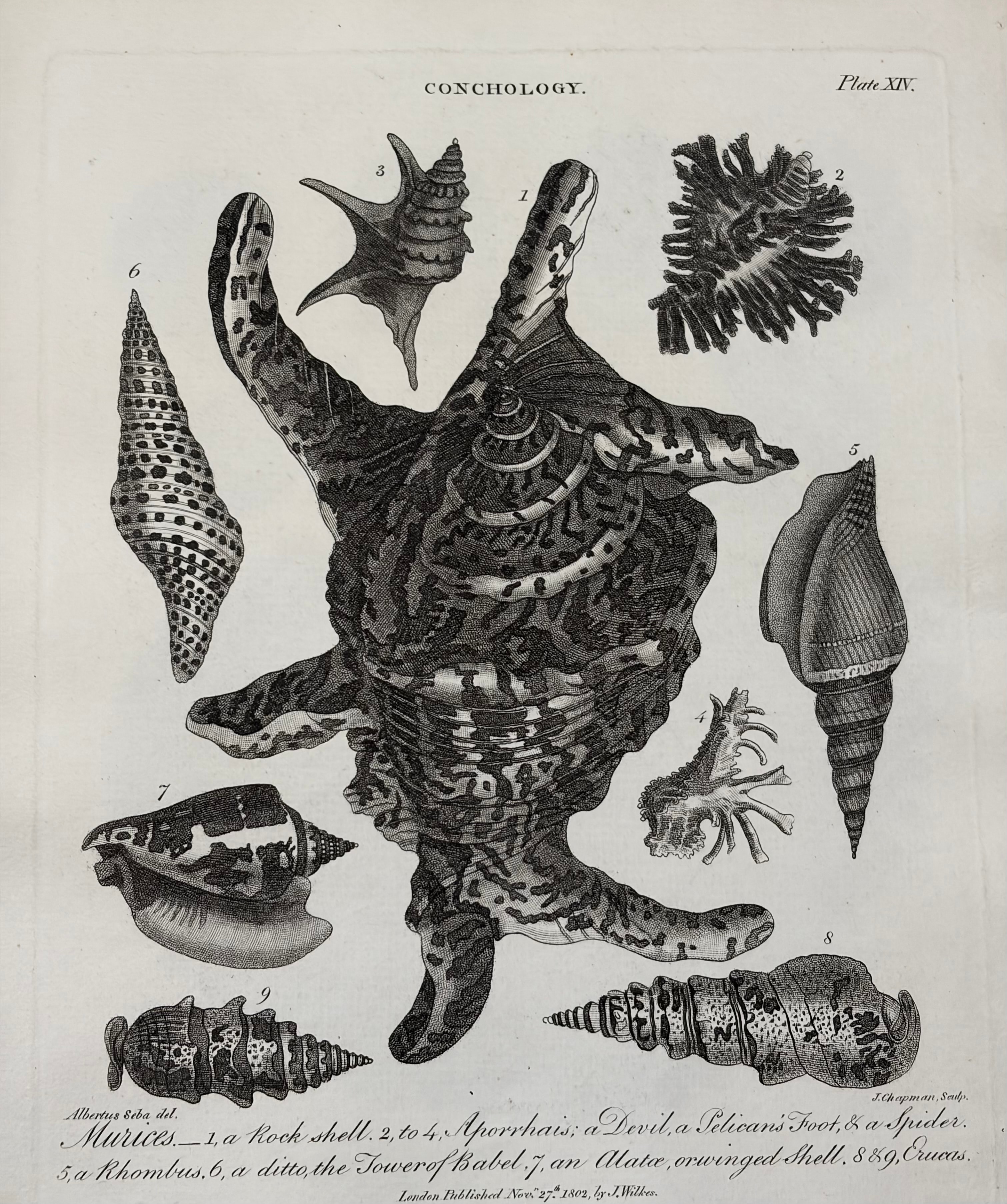 Conchology -- Plate XIV: Murices