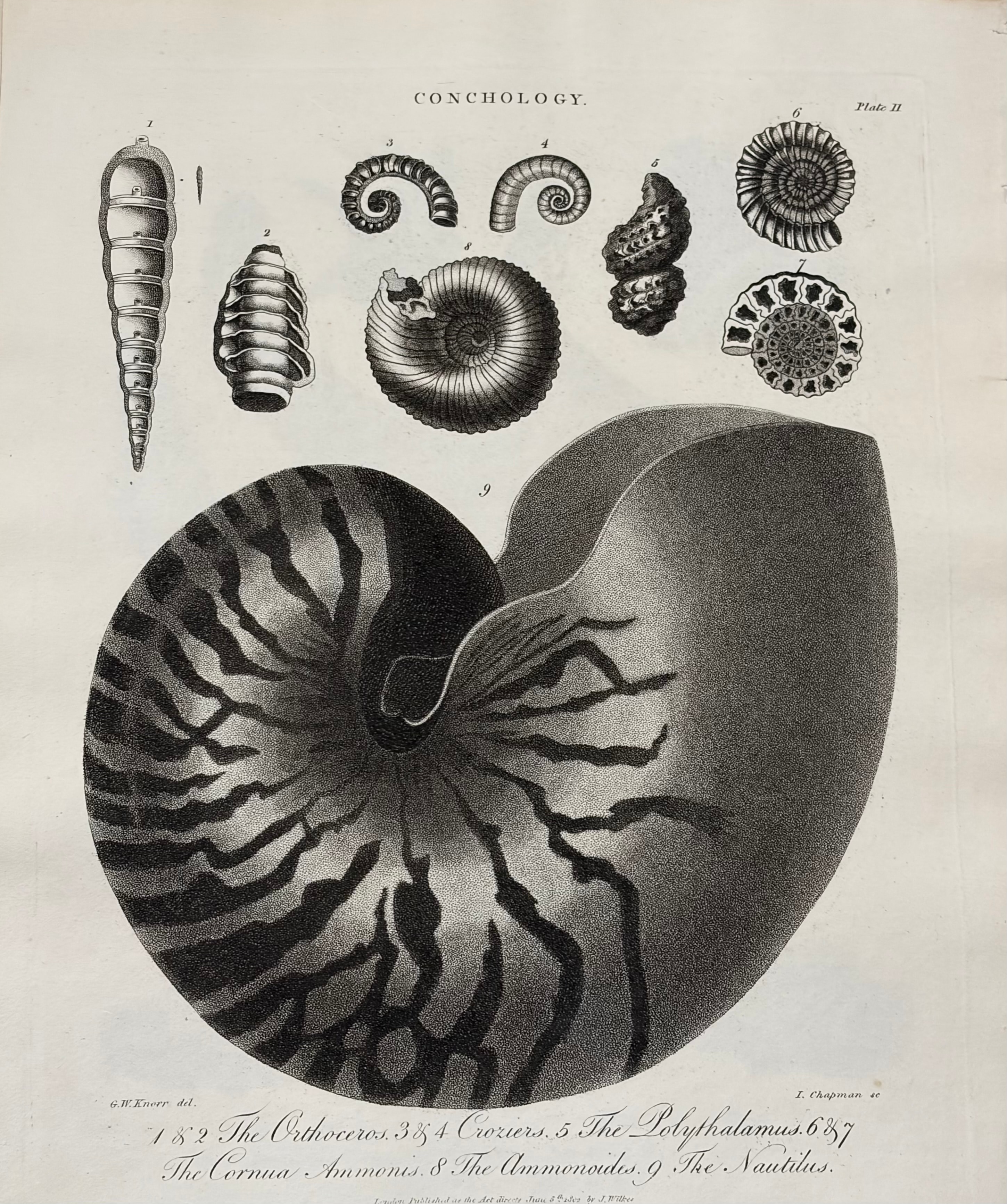 Conchology -- Plate II: Nautilus & Ammonites
