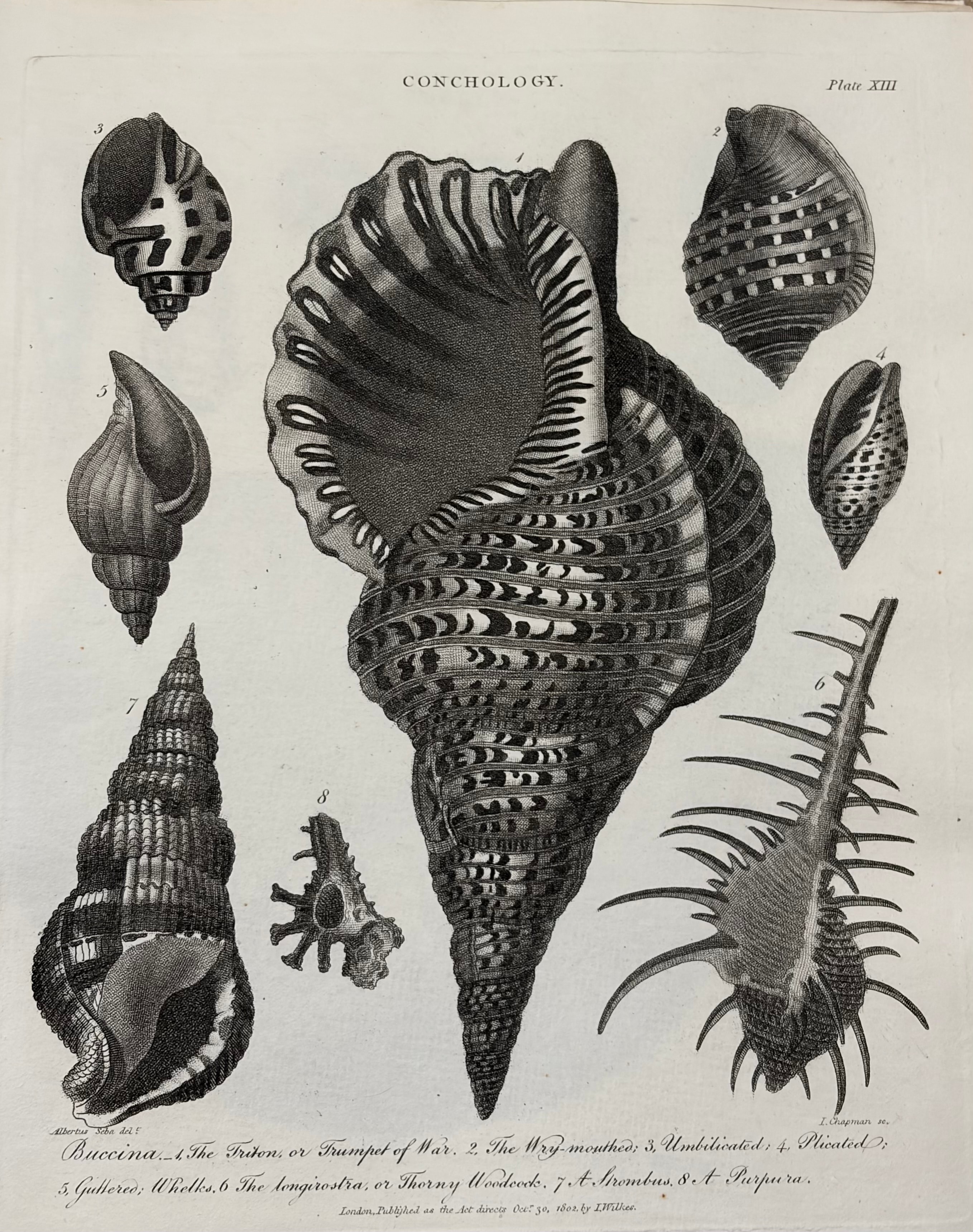 Conchology -- Plate XIII: Buccina & Triton