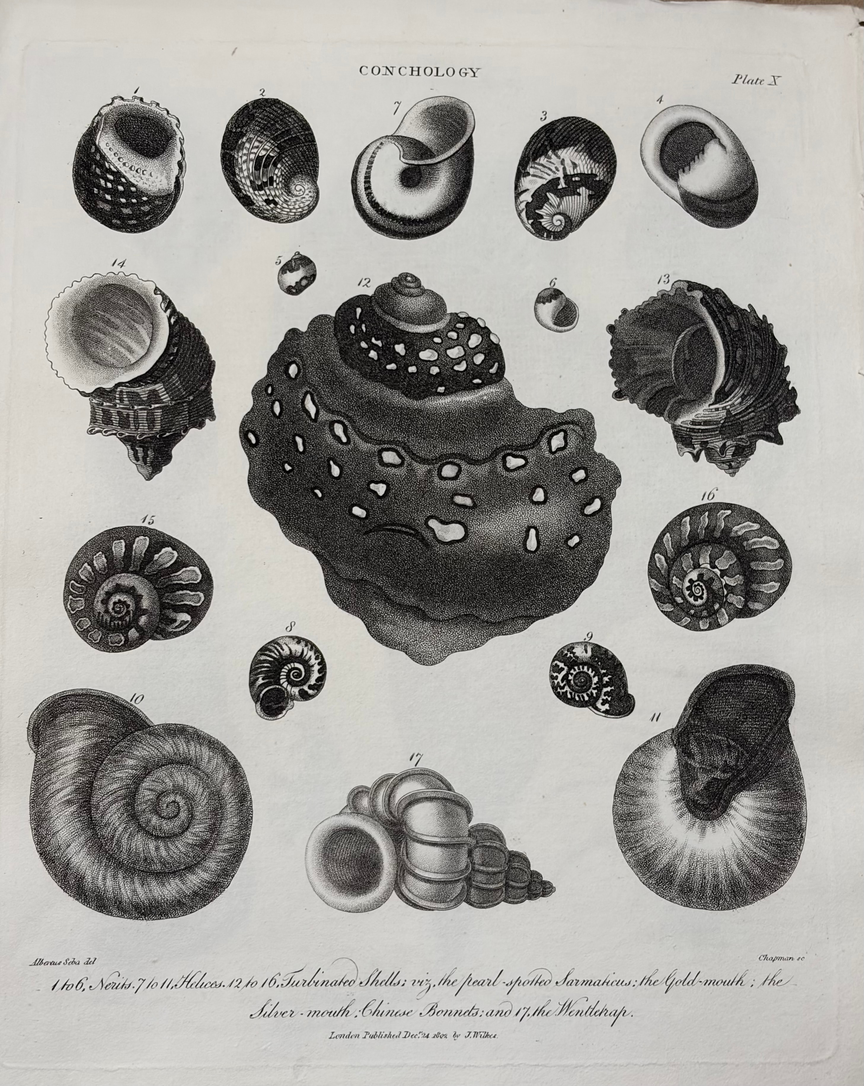 Conchology -- Plate X: Turbinated Shells & Nerites