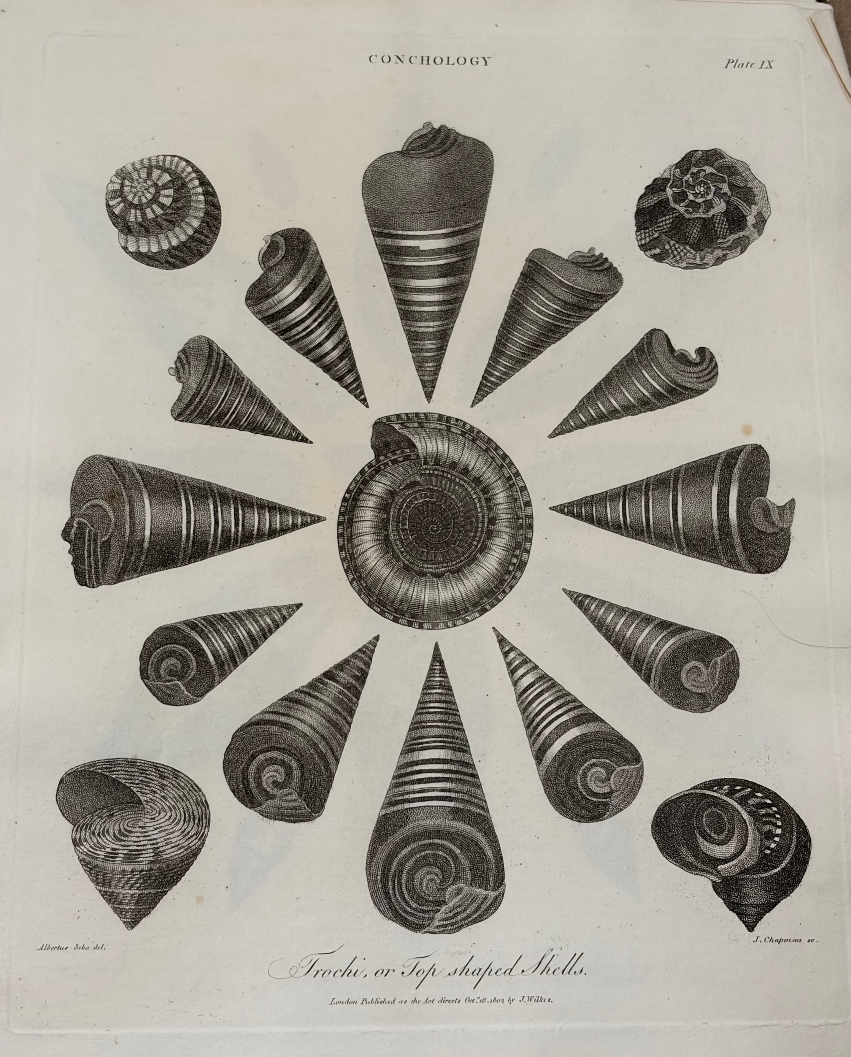 Conchology -- Plate IX: Trochi, or Top-shaped Shells