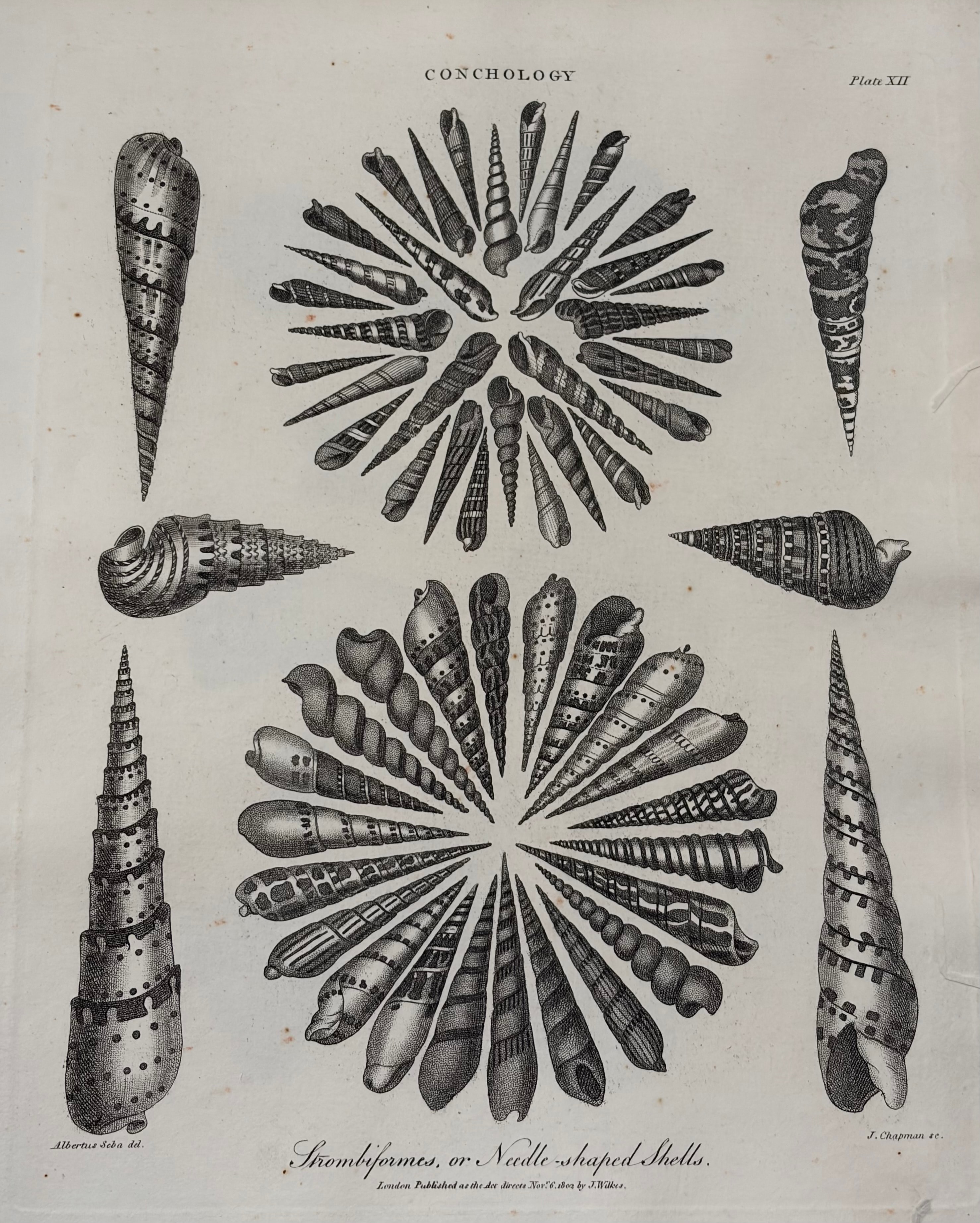 Conchology -- Plate XII: Strombiformes, or Needle-shaped Shells