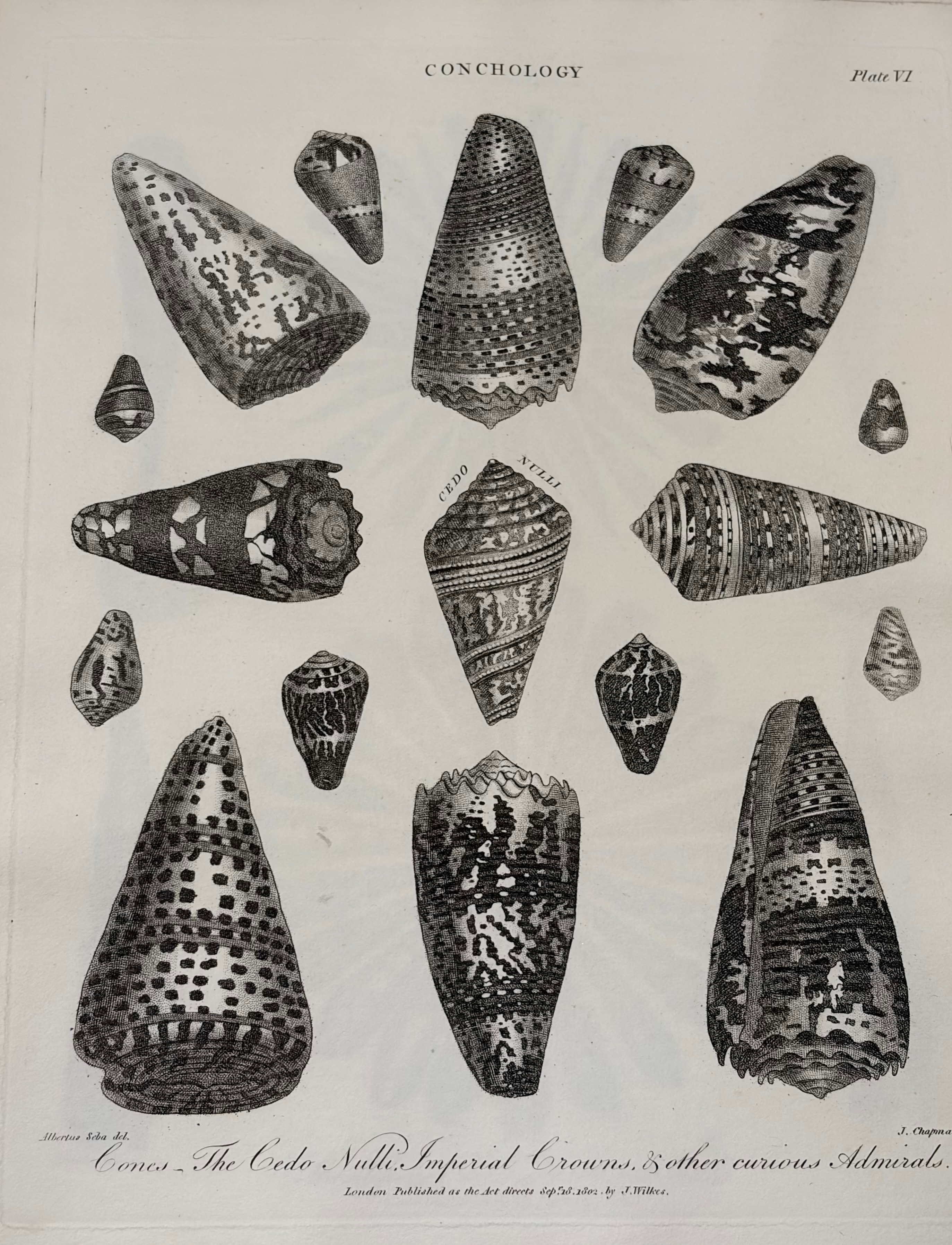 Conchology -- Plate VI: Cones, The Cedo Nulli, Imperial Crowns & other curious Admirals