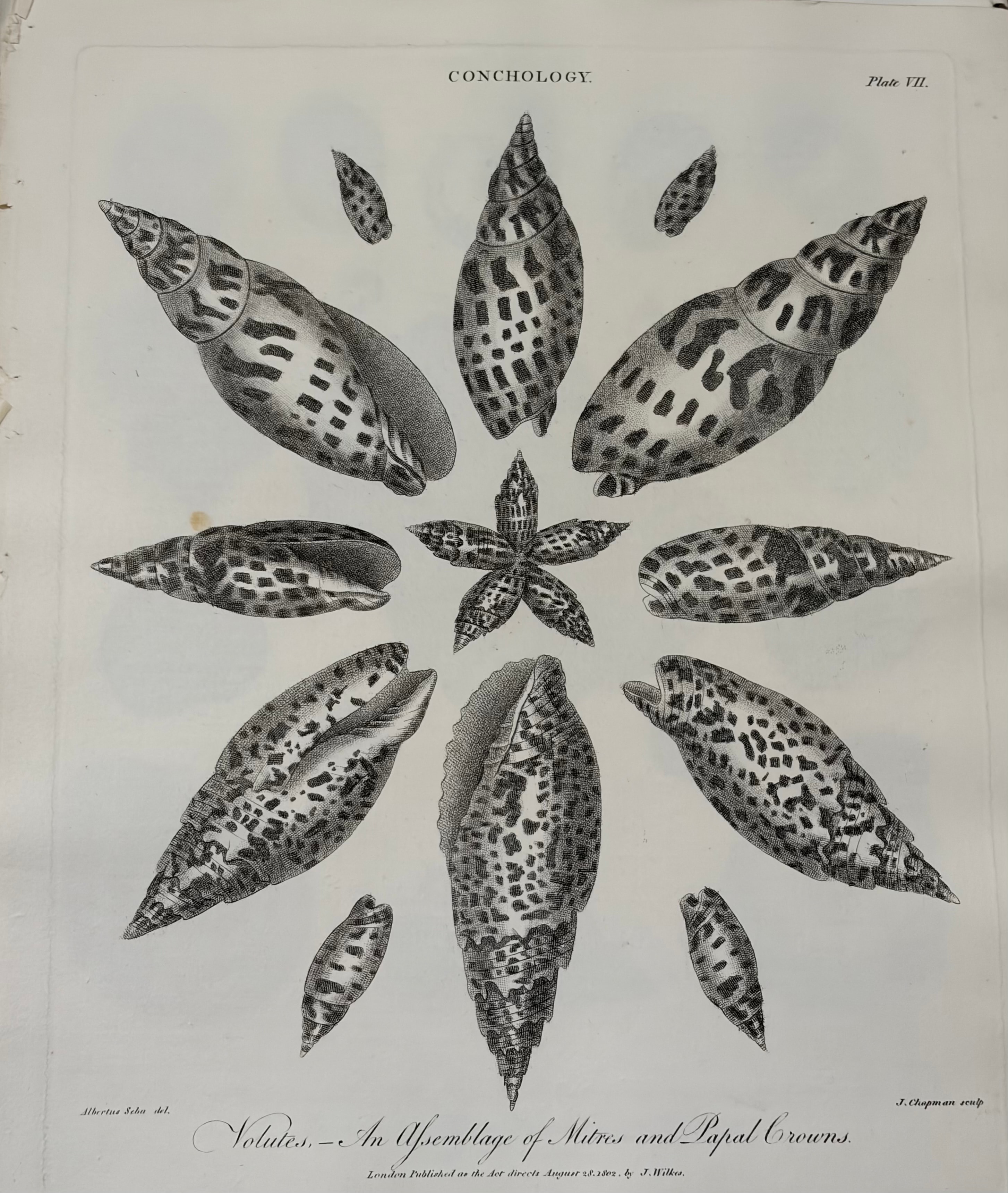 Conchology -- Plate VII: Volutes, An Assemblage of Mitres and Papal Crowns