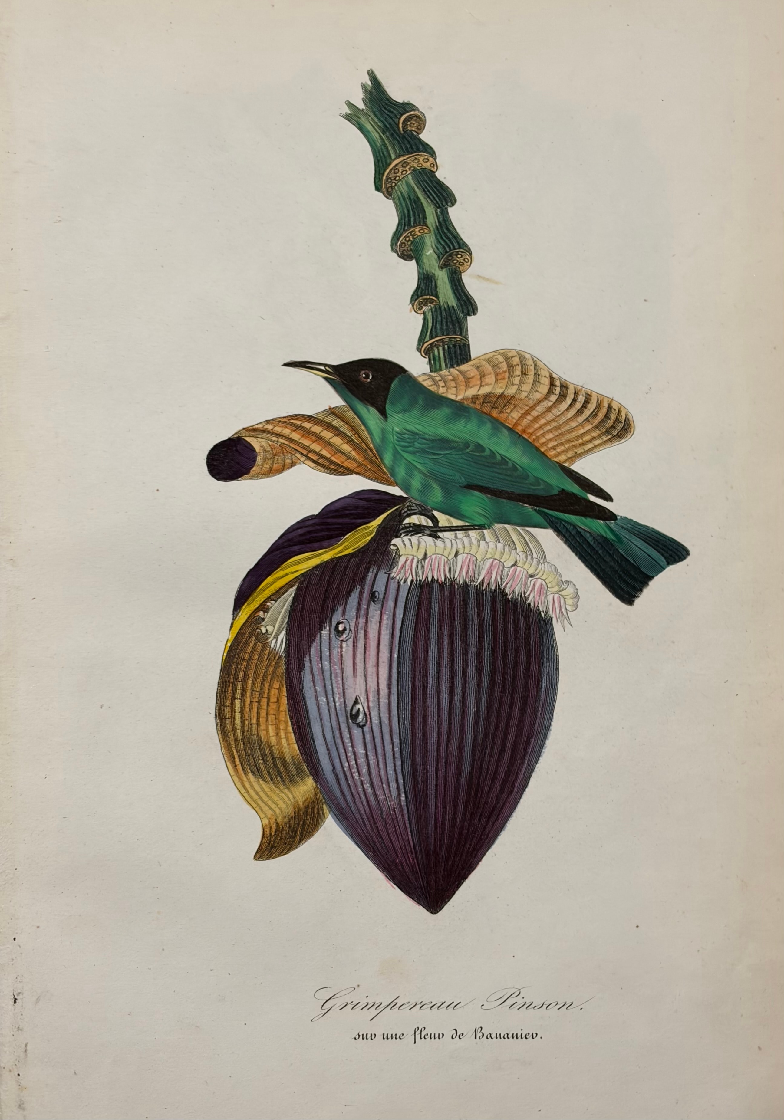 Ornithological Prints