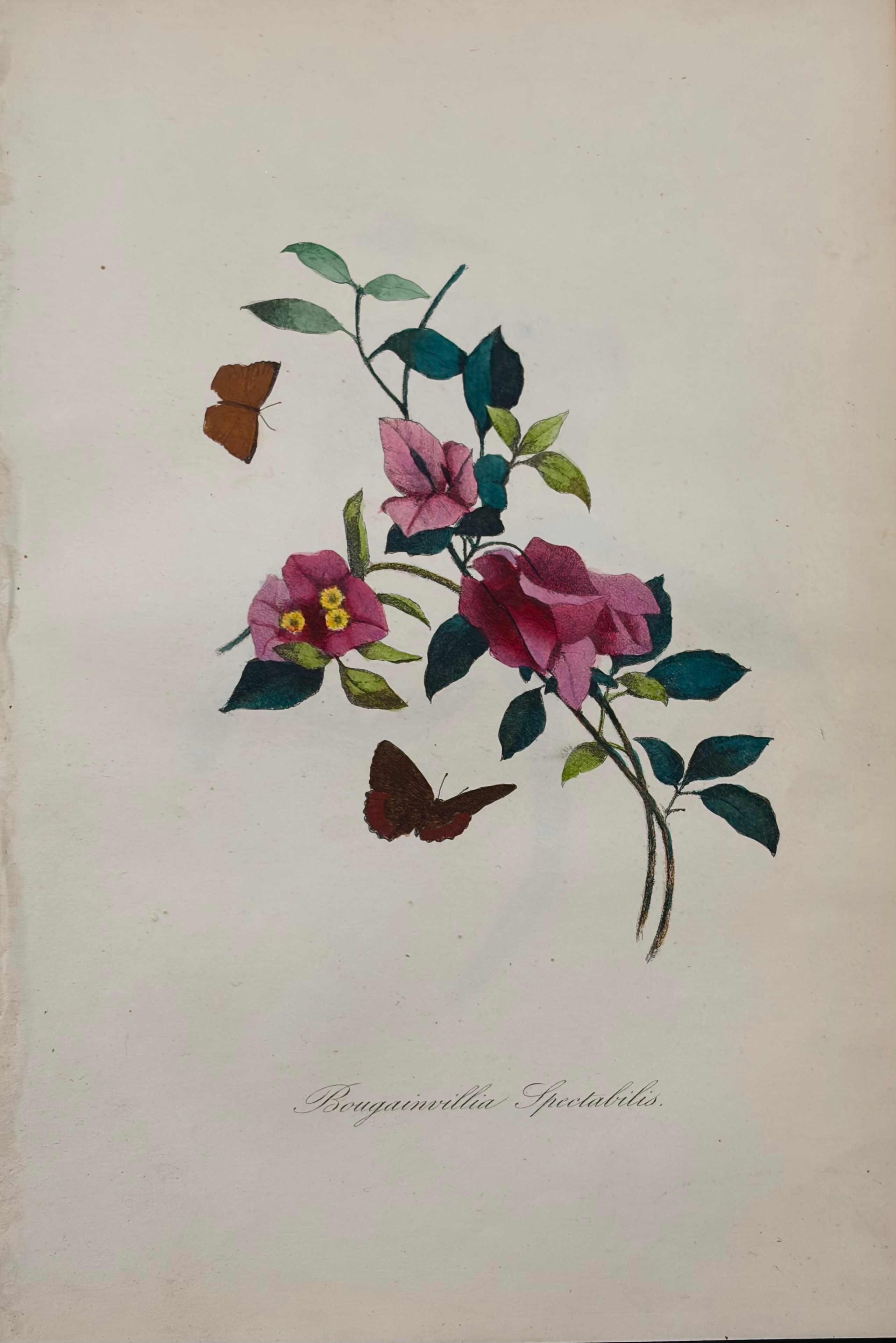 Bougainvillia Spectabilis