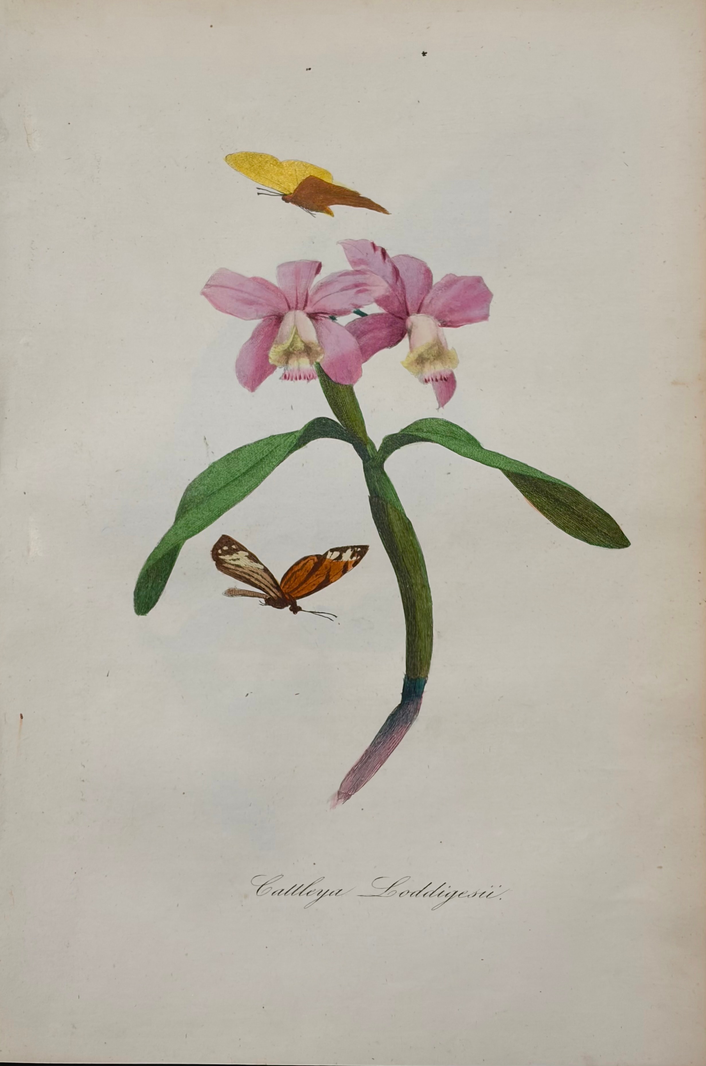 Cattleya Loddigesii
