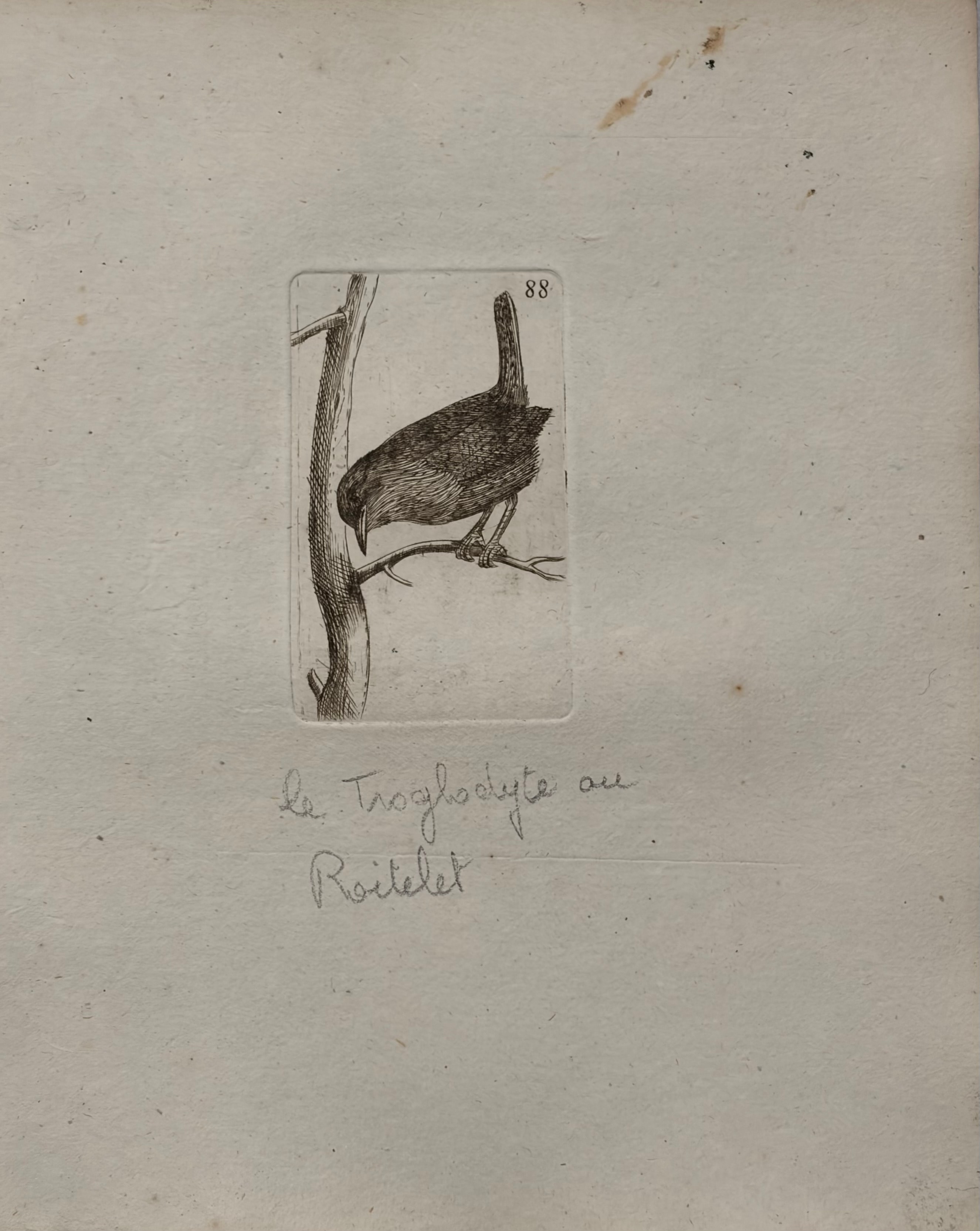 Le Troglodyte au Roitelet -- Wren