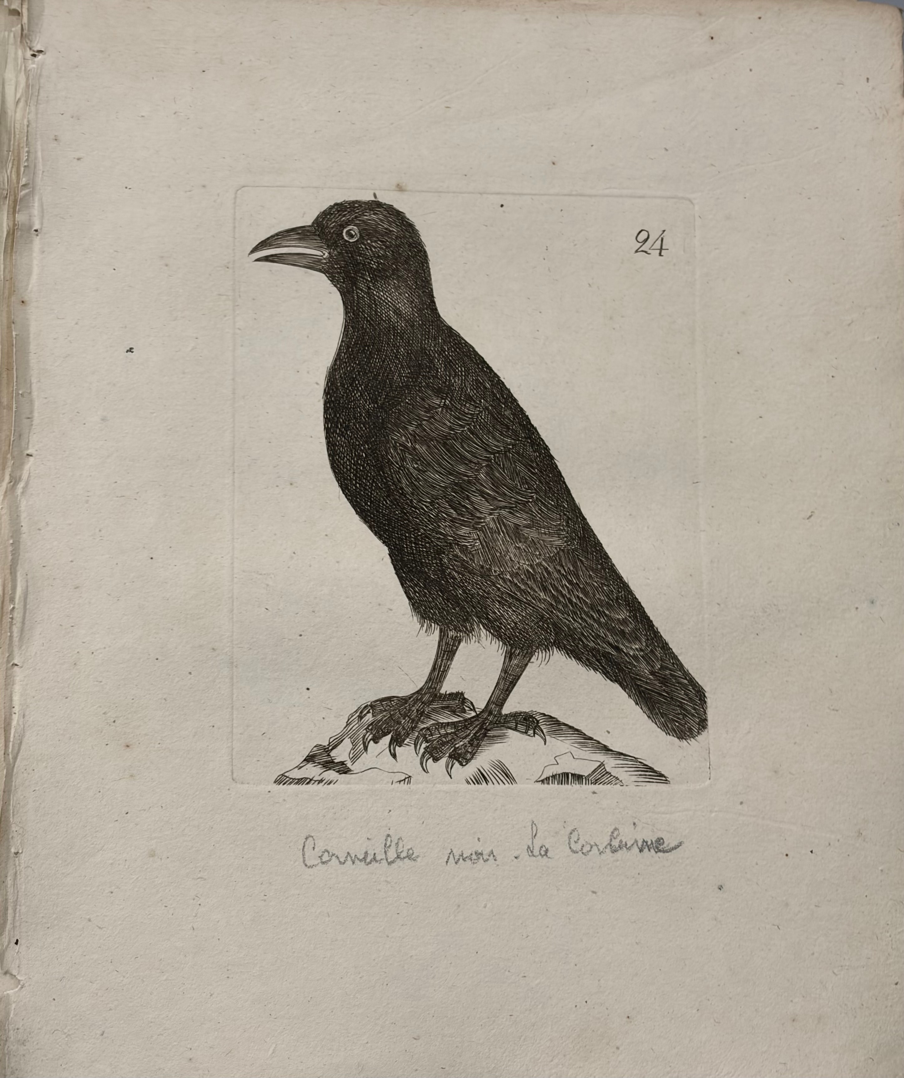 Corneille noire -- Carrion Crow