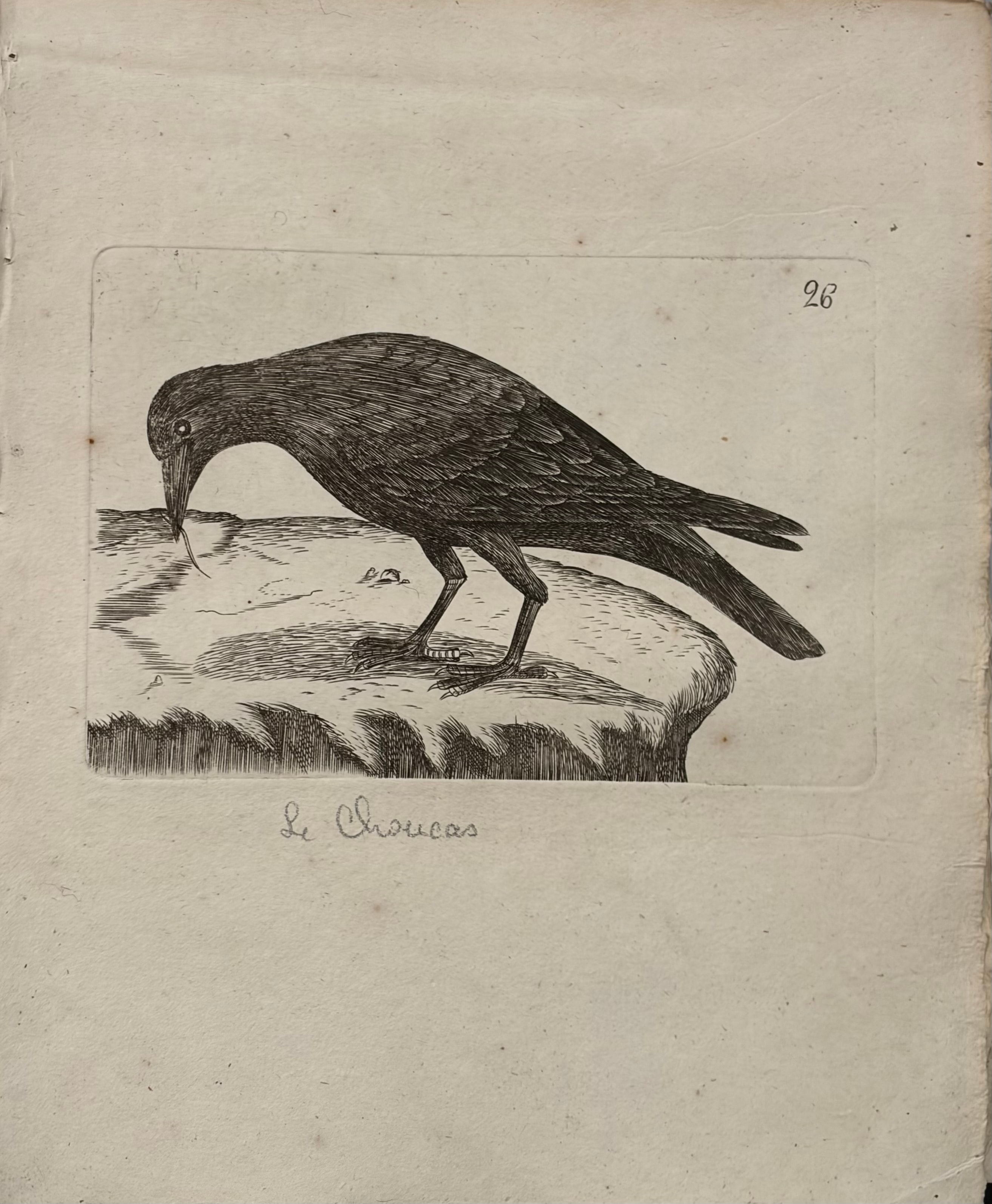 Le Choucas -- Jackdaw