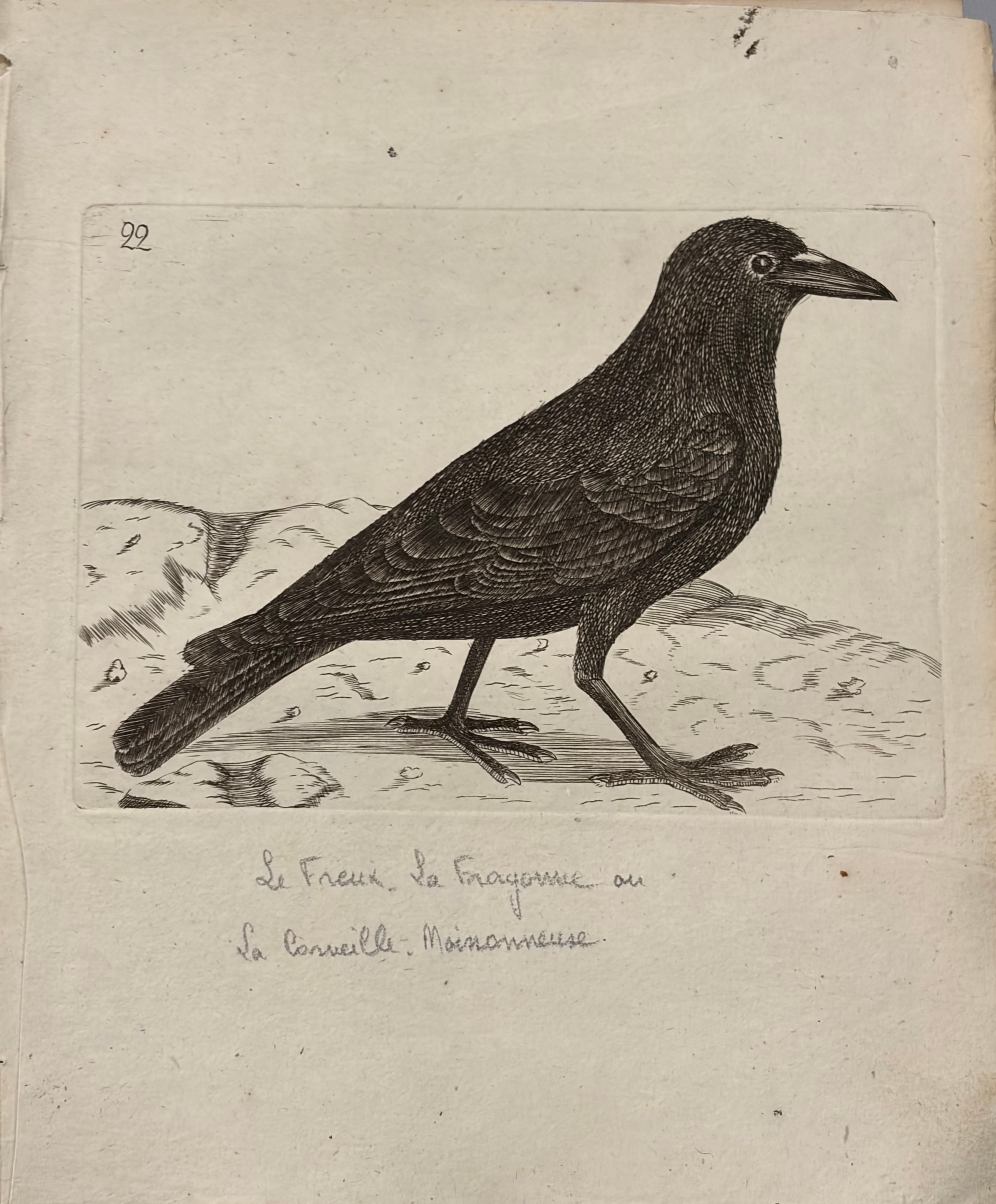 Le Freux -- Rook