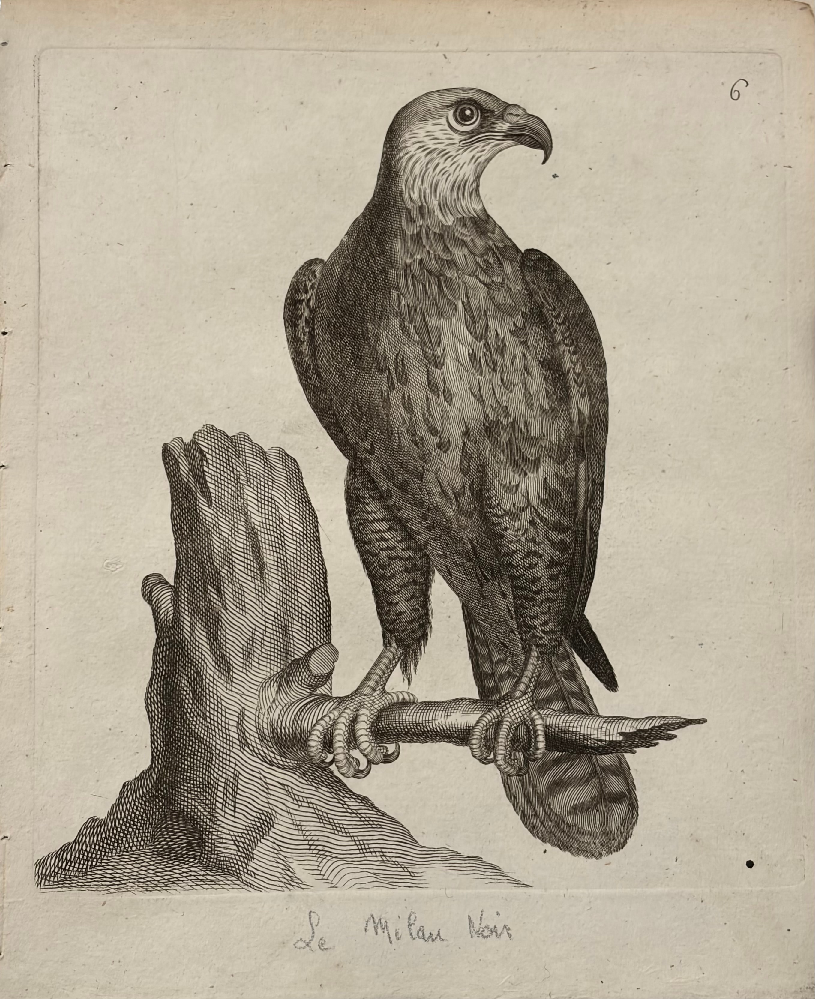 Le Milan Noir -- Black Kite