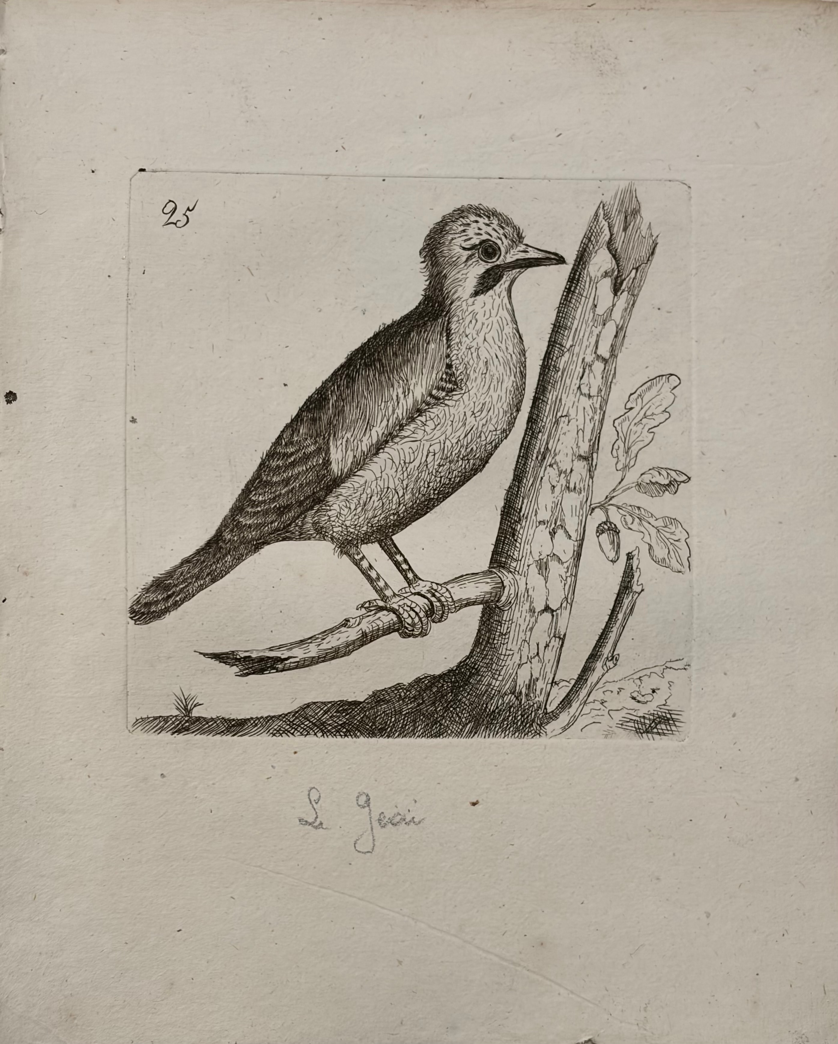 Ornithological Print No. 9