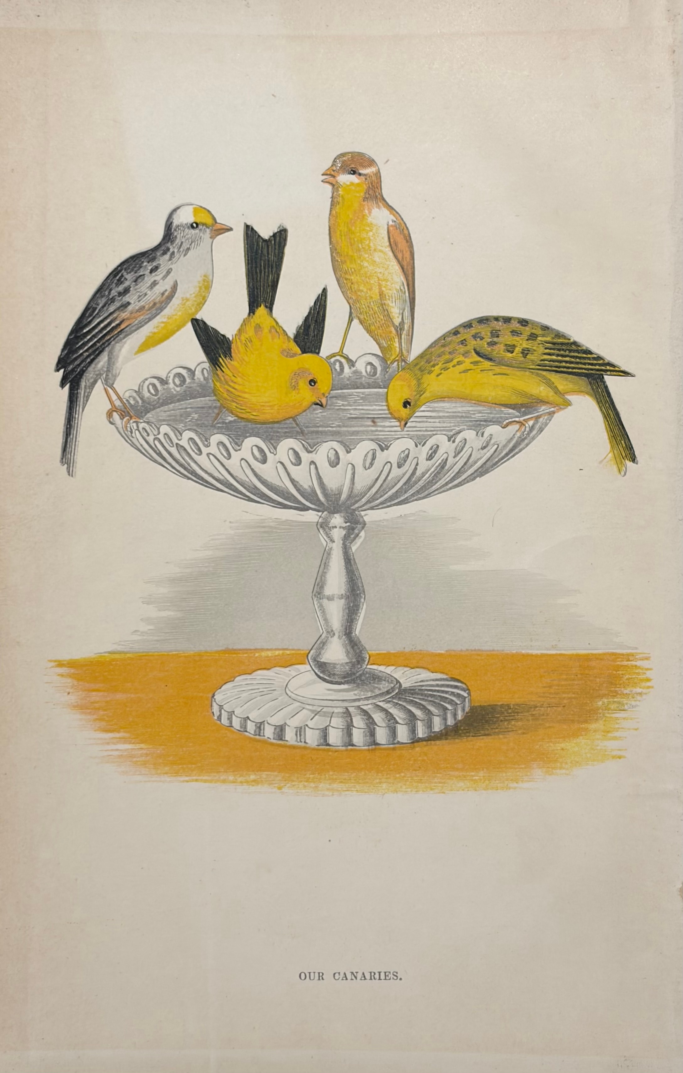 Our Canaries