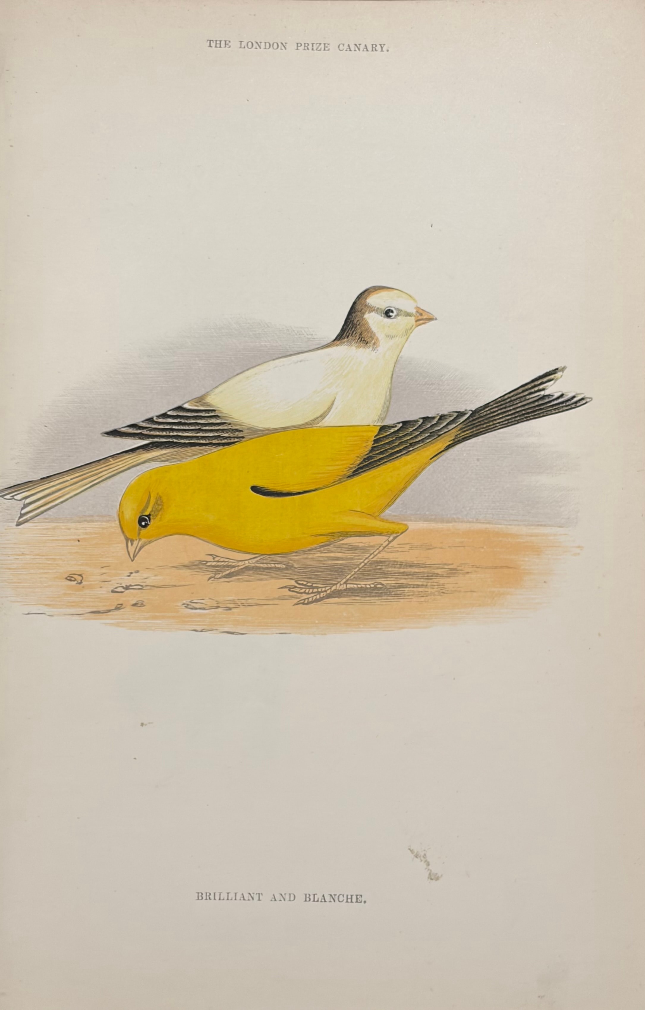 The London Prize Canary — Brilliant and Blanche