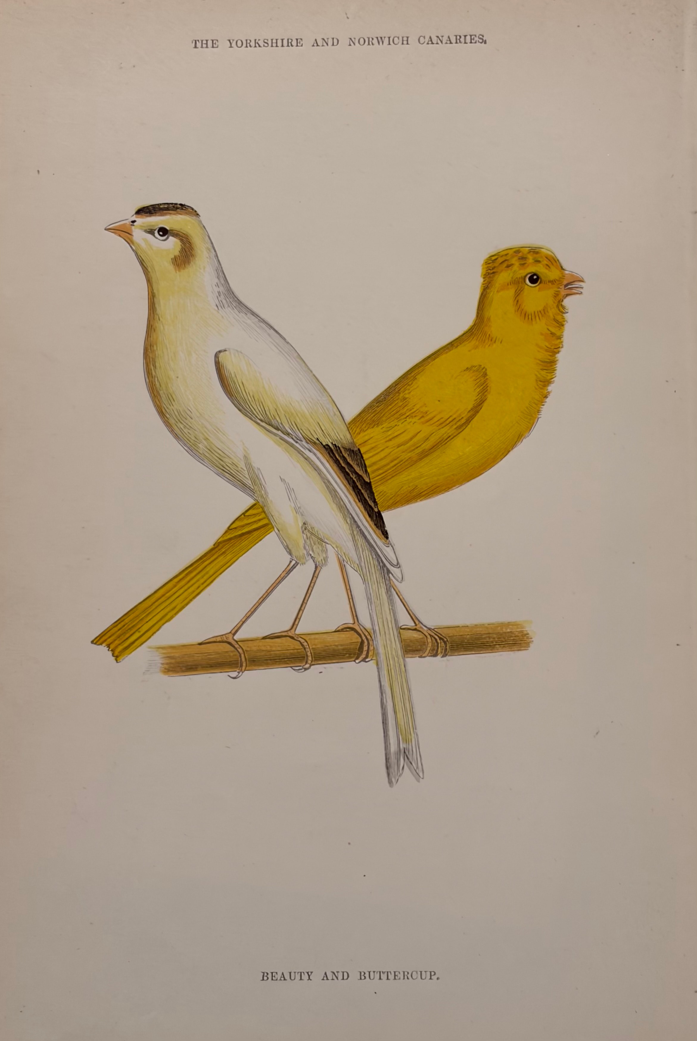 The Yorkshire and Norwich Canaries — Beauty and Buttercup