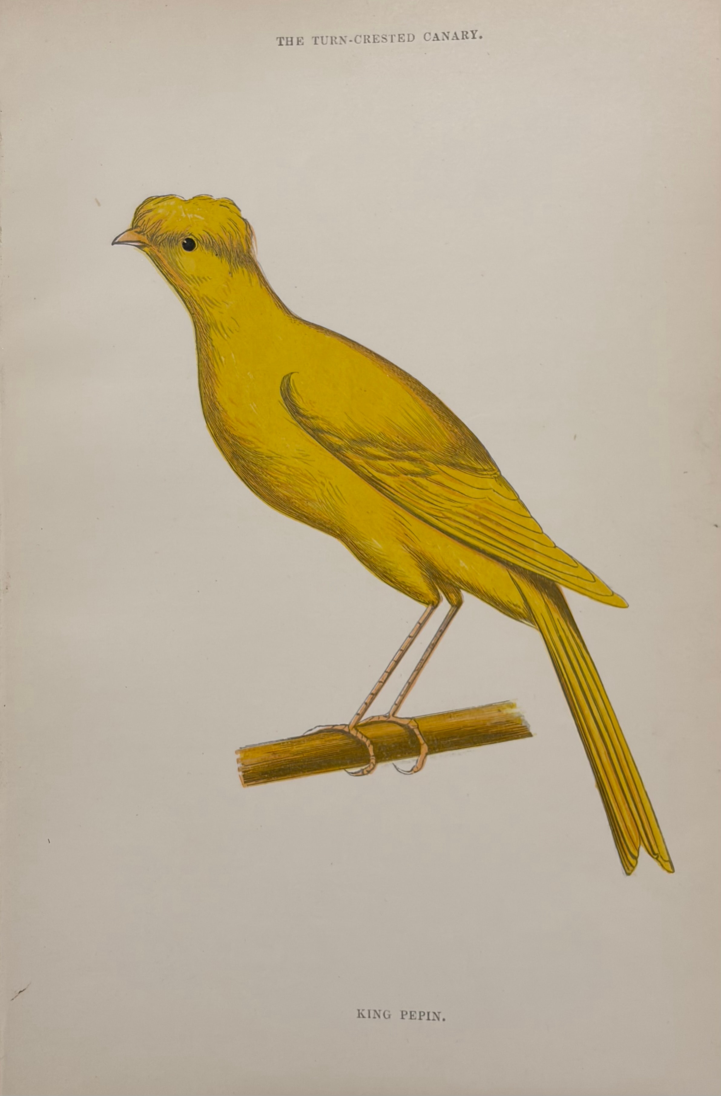 The Turn-Crested Canary — King Pepin