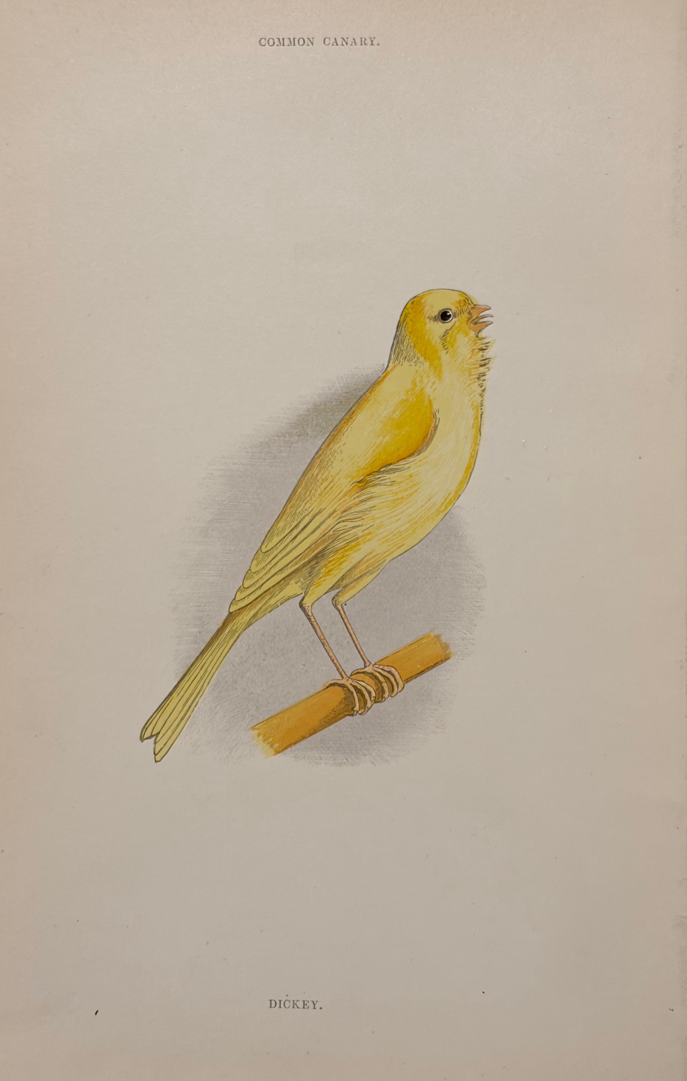Common Canary — Dickey